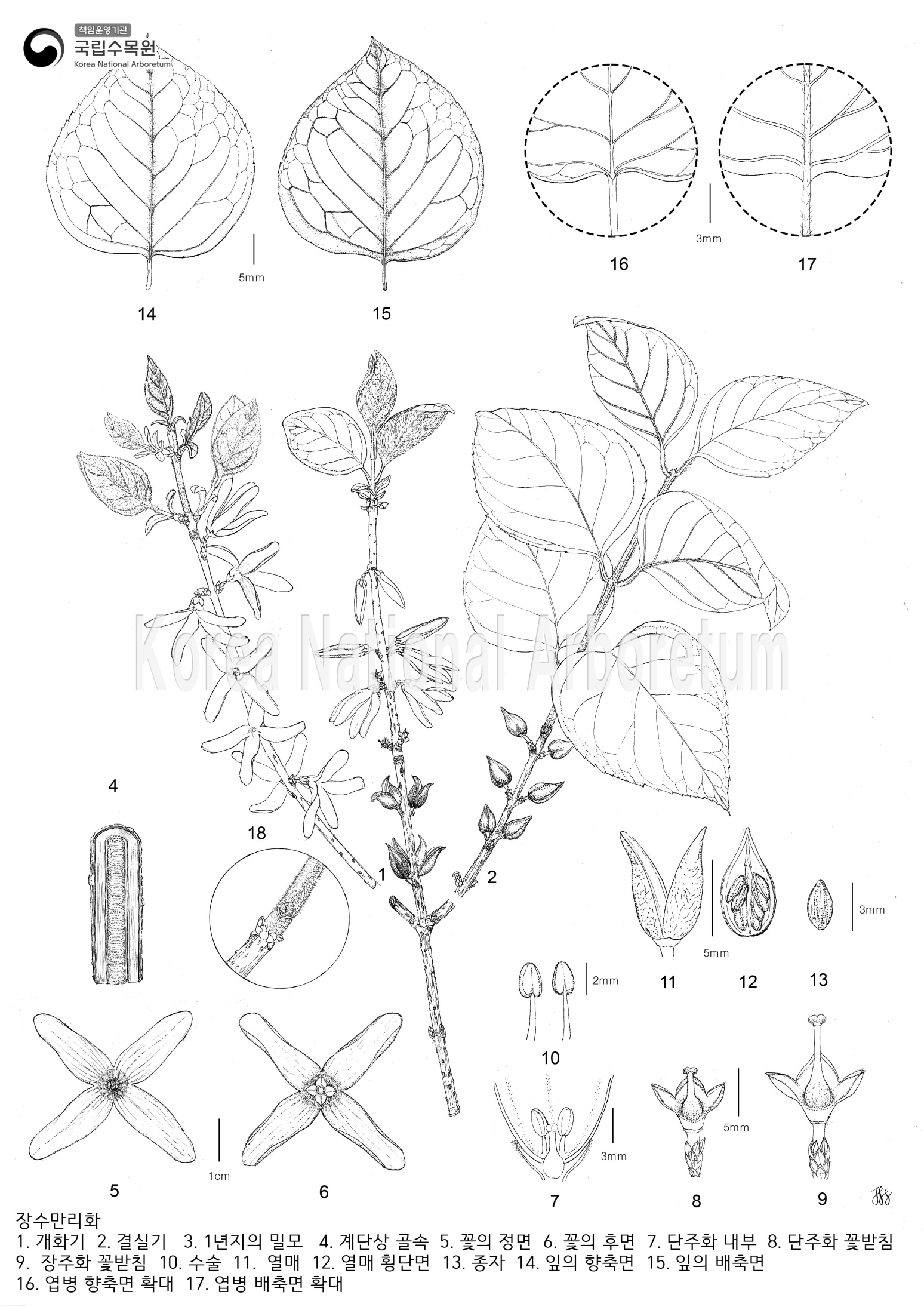 Plant Illustration Detailed View