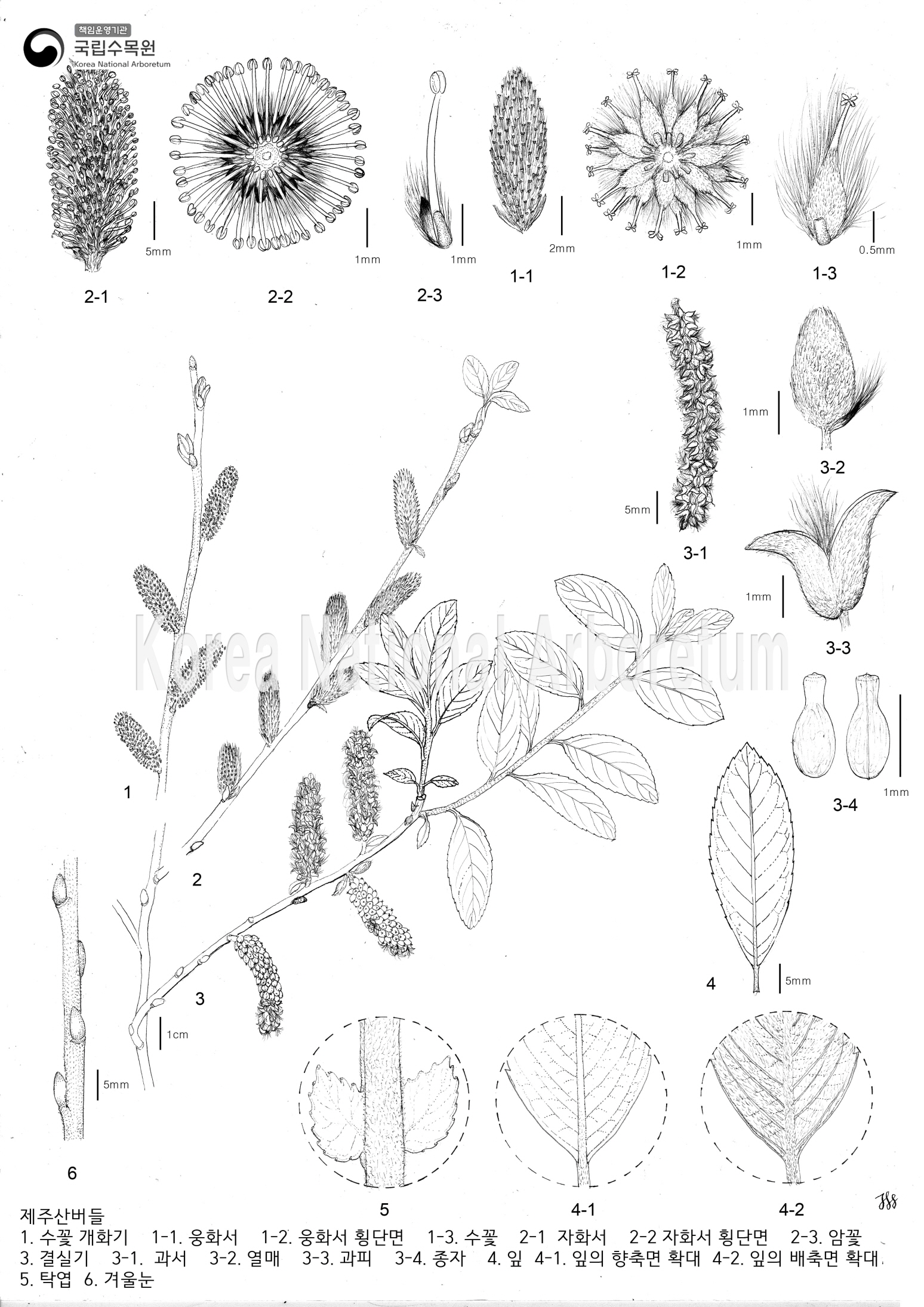 Plant Illustration Detailed View