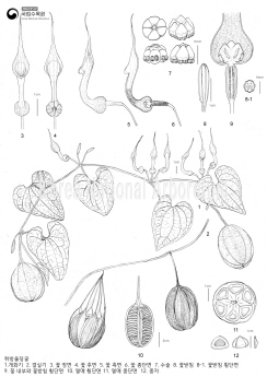 쥐방울덩굴 세밀화이미지