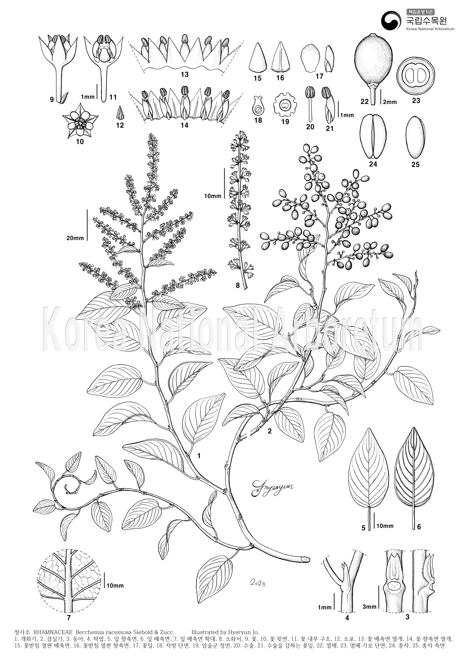 Plant Illustration Detailed View