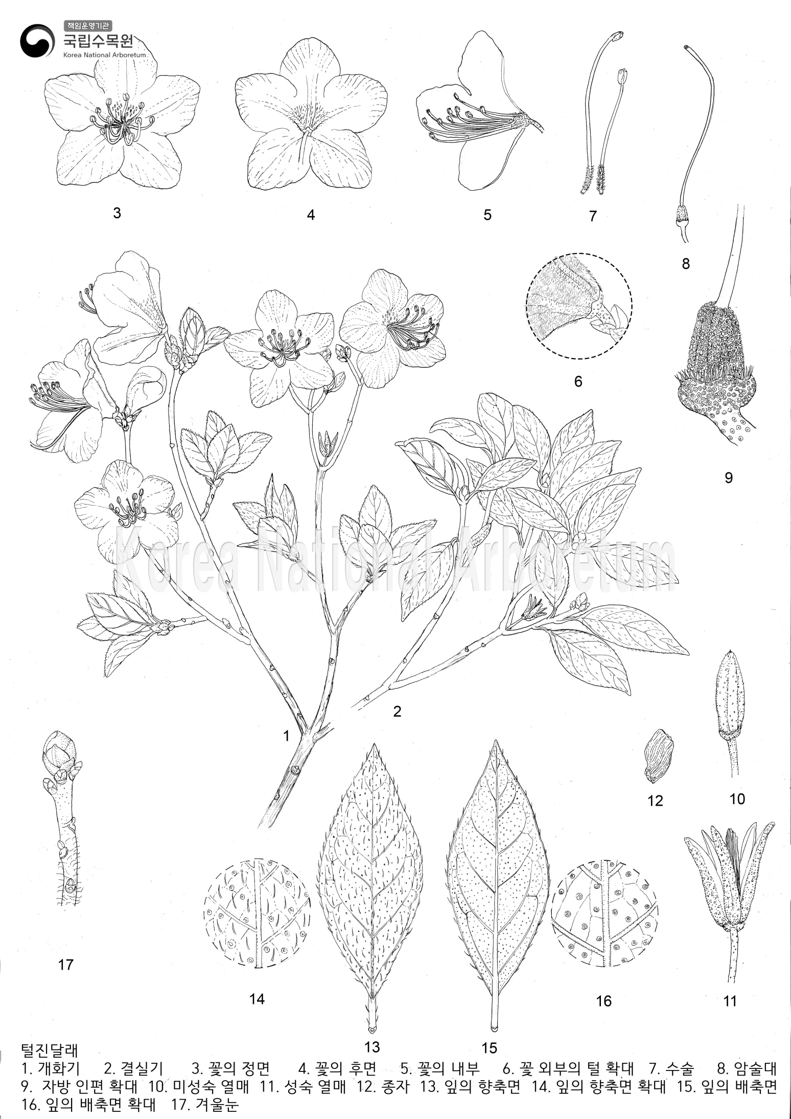 Plant Illustration Detailed View