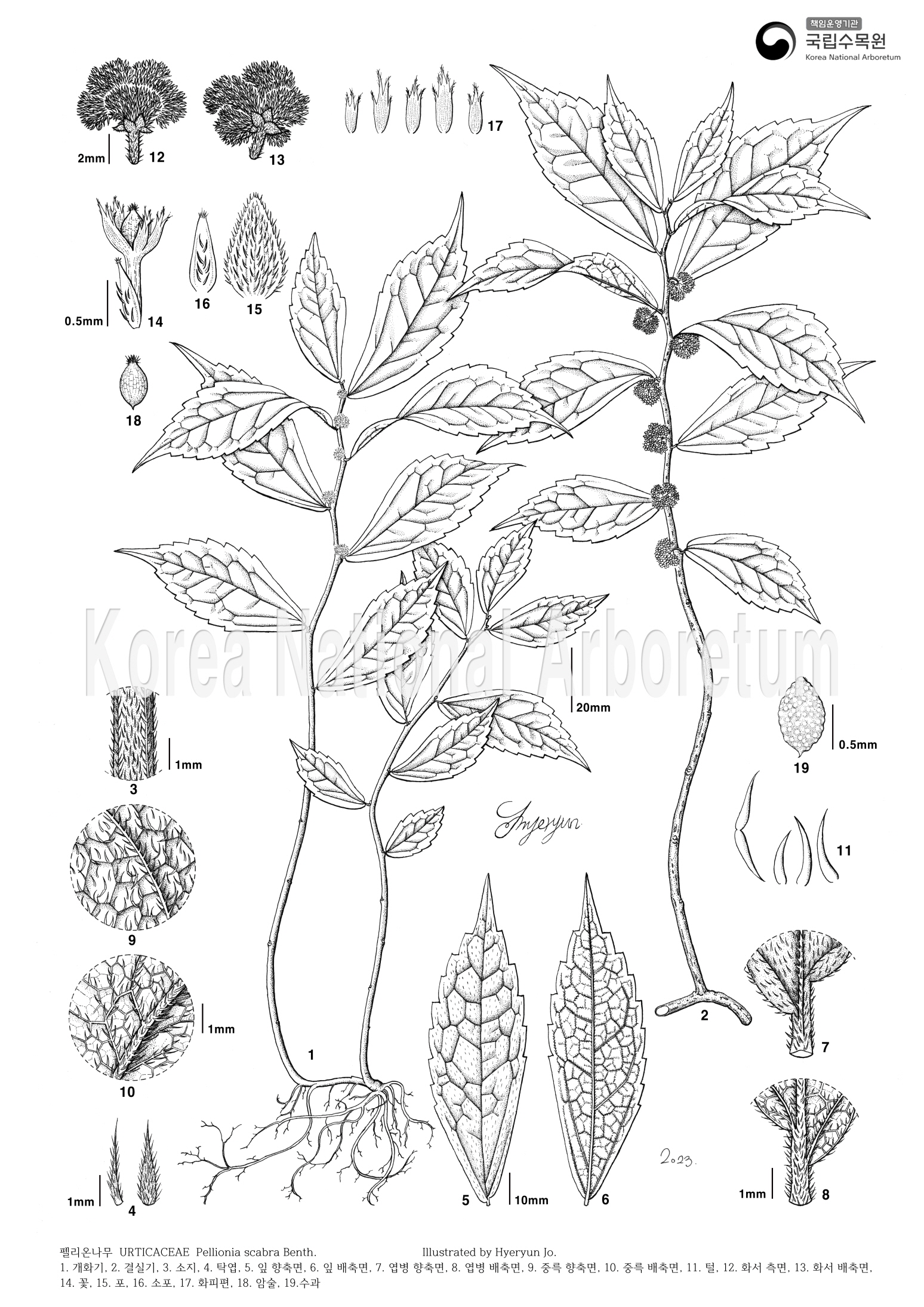 Plant Illustration Detailed View