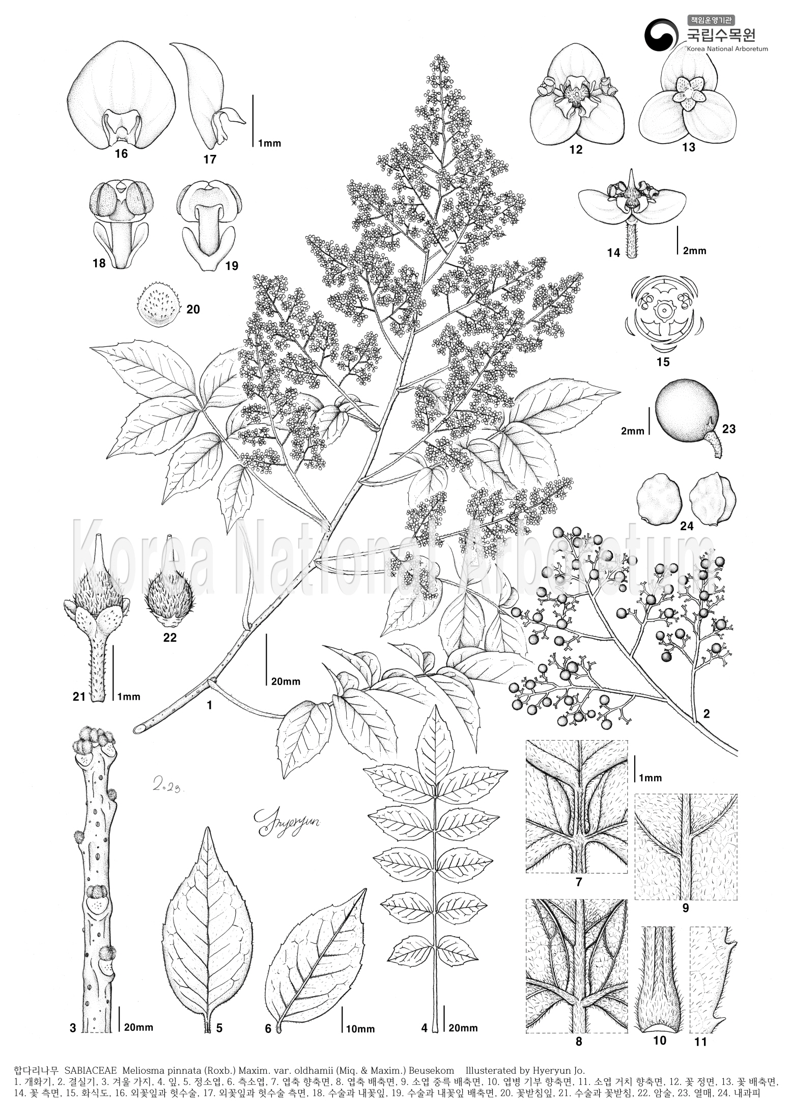 Plant Illustration Detailed View