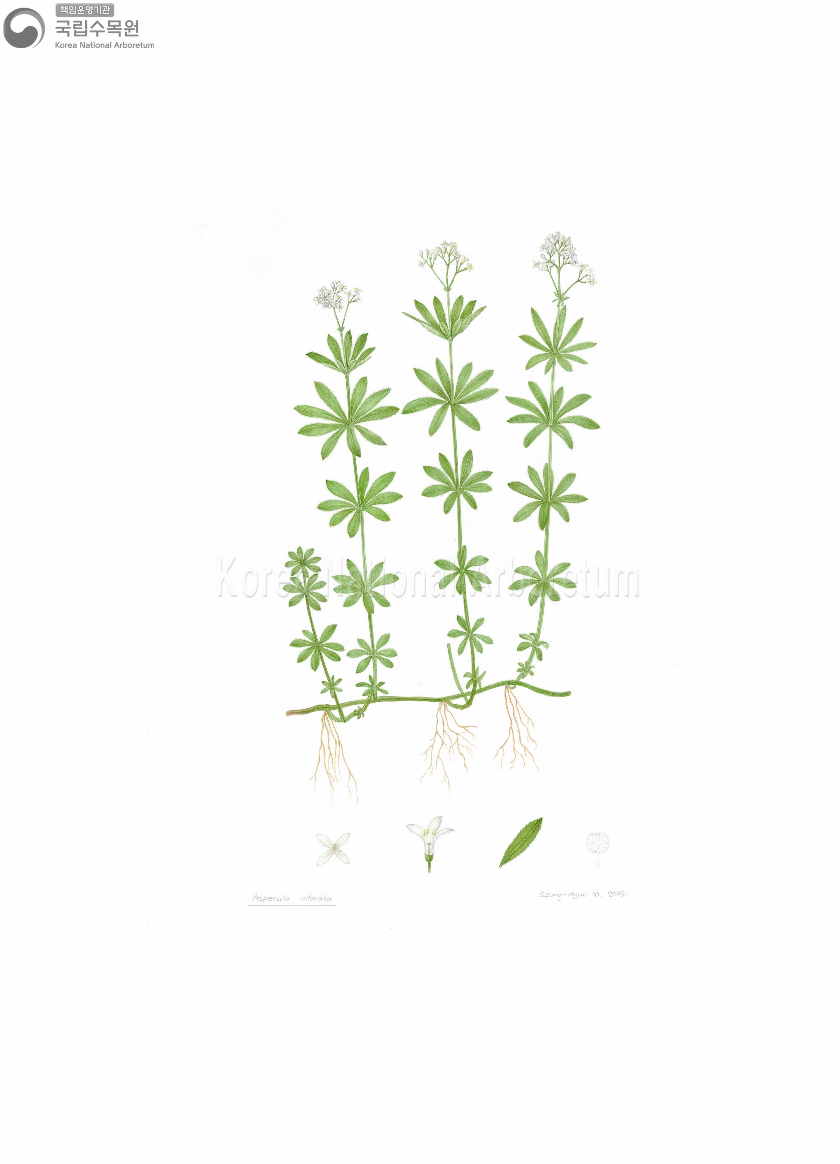 Plant Illustration Detailed View