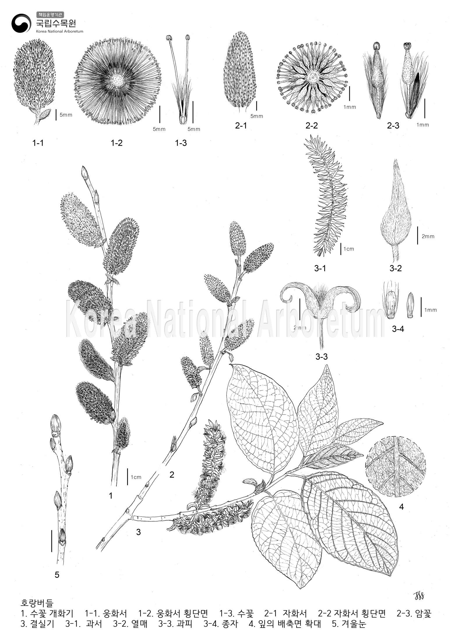 Plant Illustration Detailed View