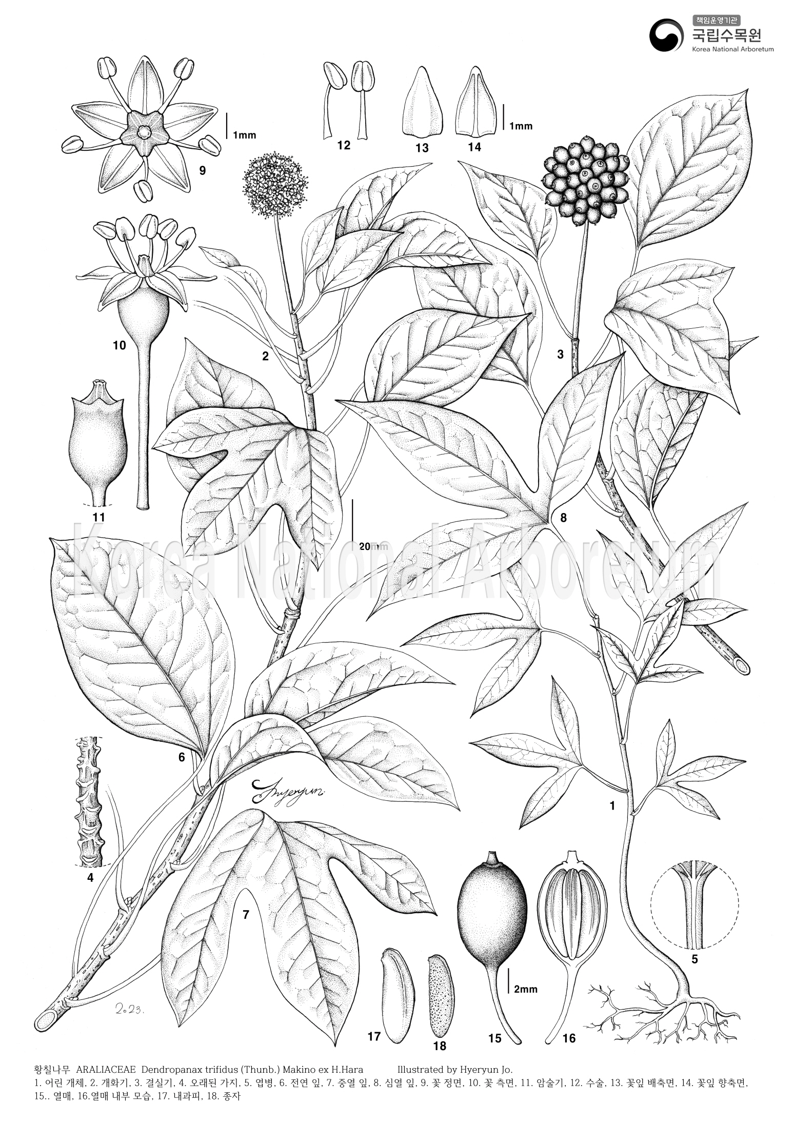 Plant Illustration Detailed View