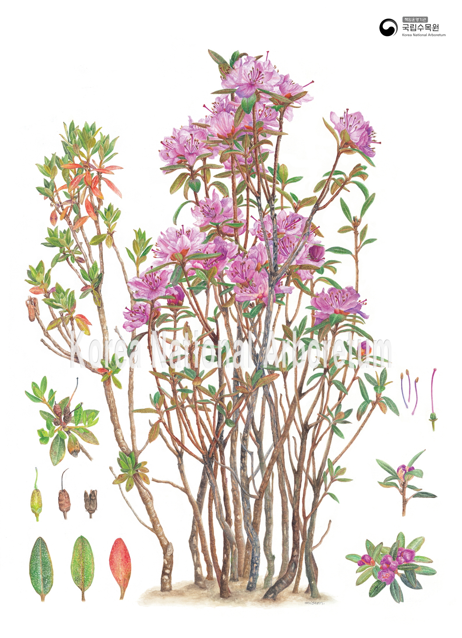 Plant Illustration Detailed View