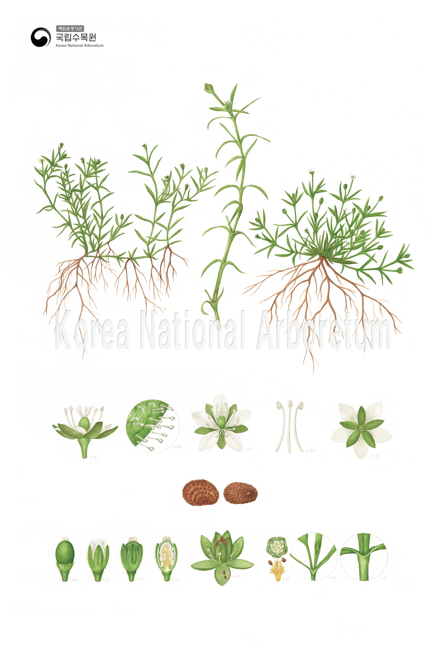 Plant Illustration Detailed View