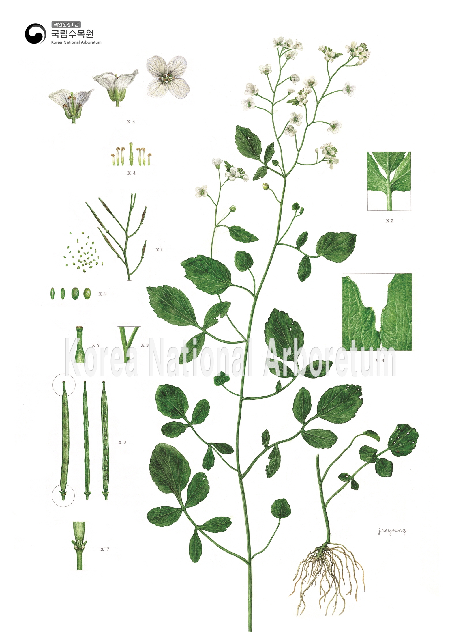 Plant Illustration Detailed View