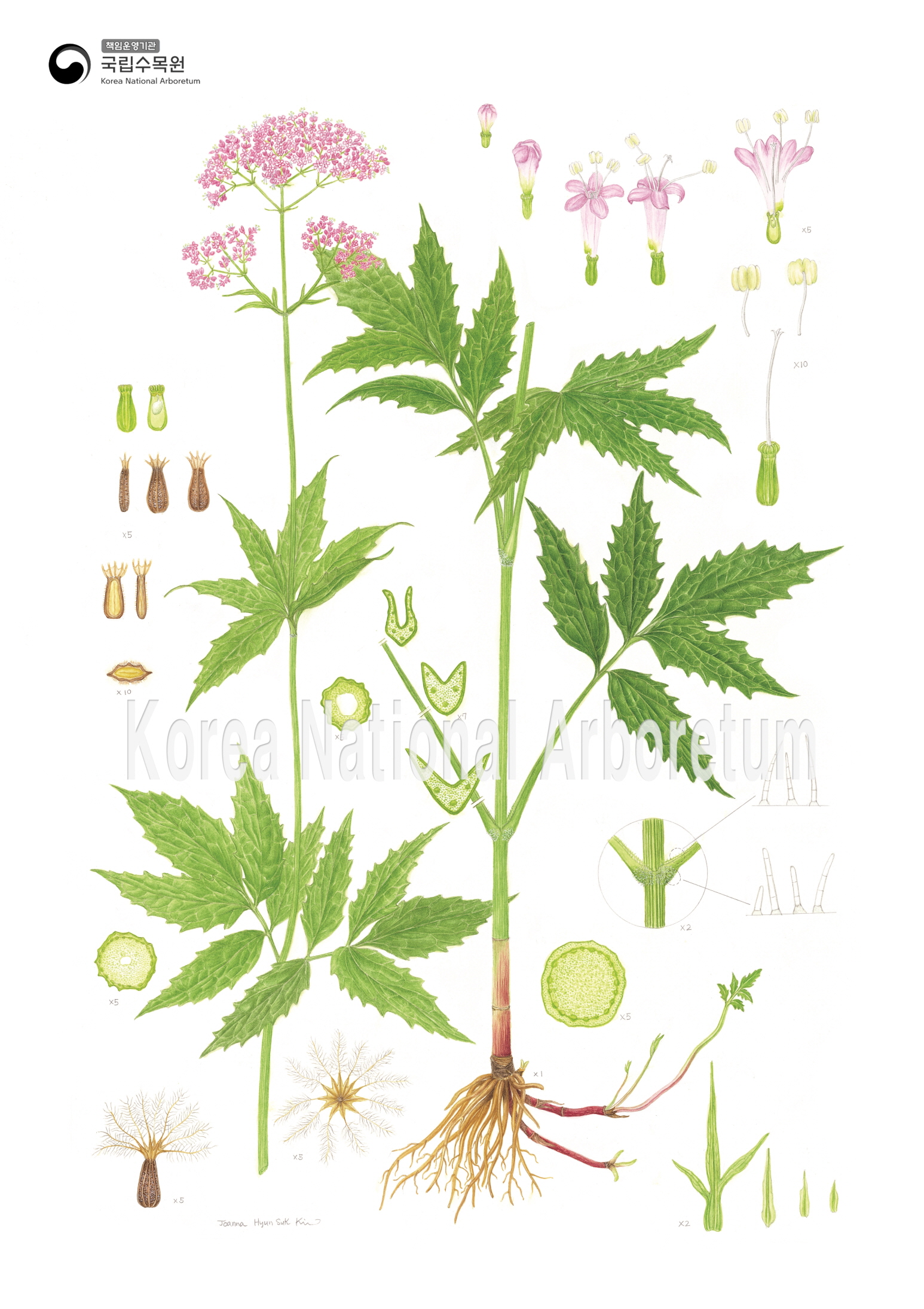 Plant Illustration Detailed View