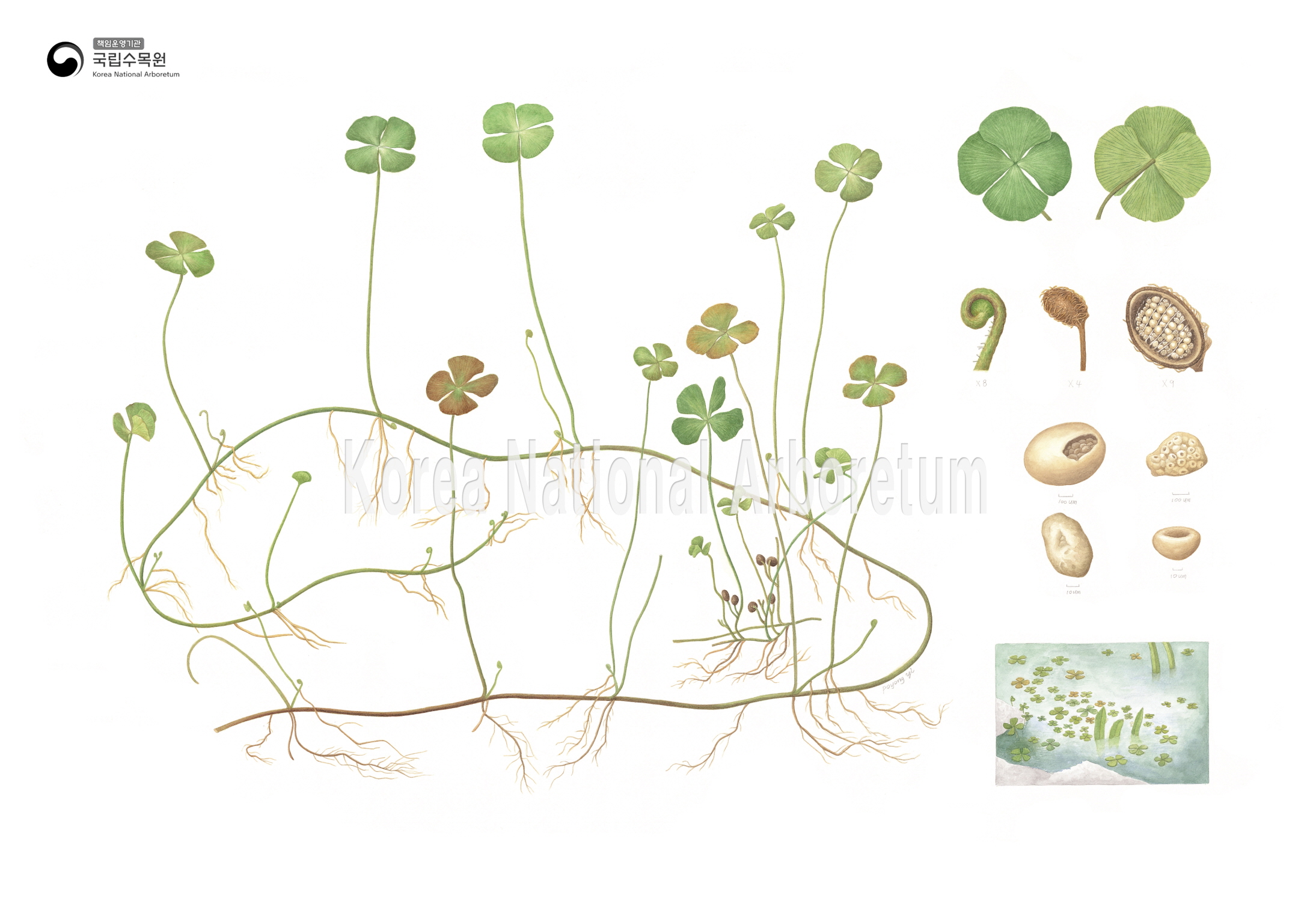 Plant Illustration Detailed View