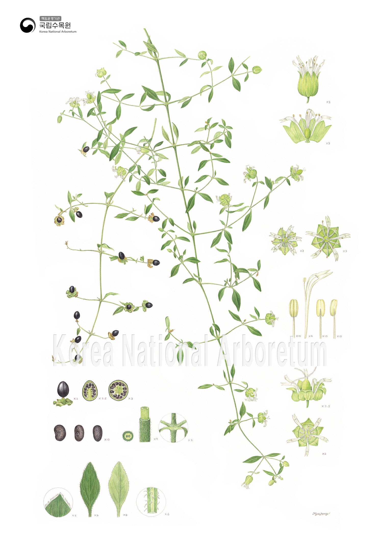 Plant Illustration Detailed View