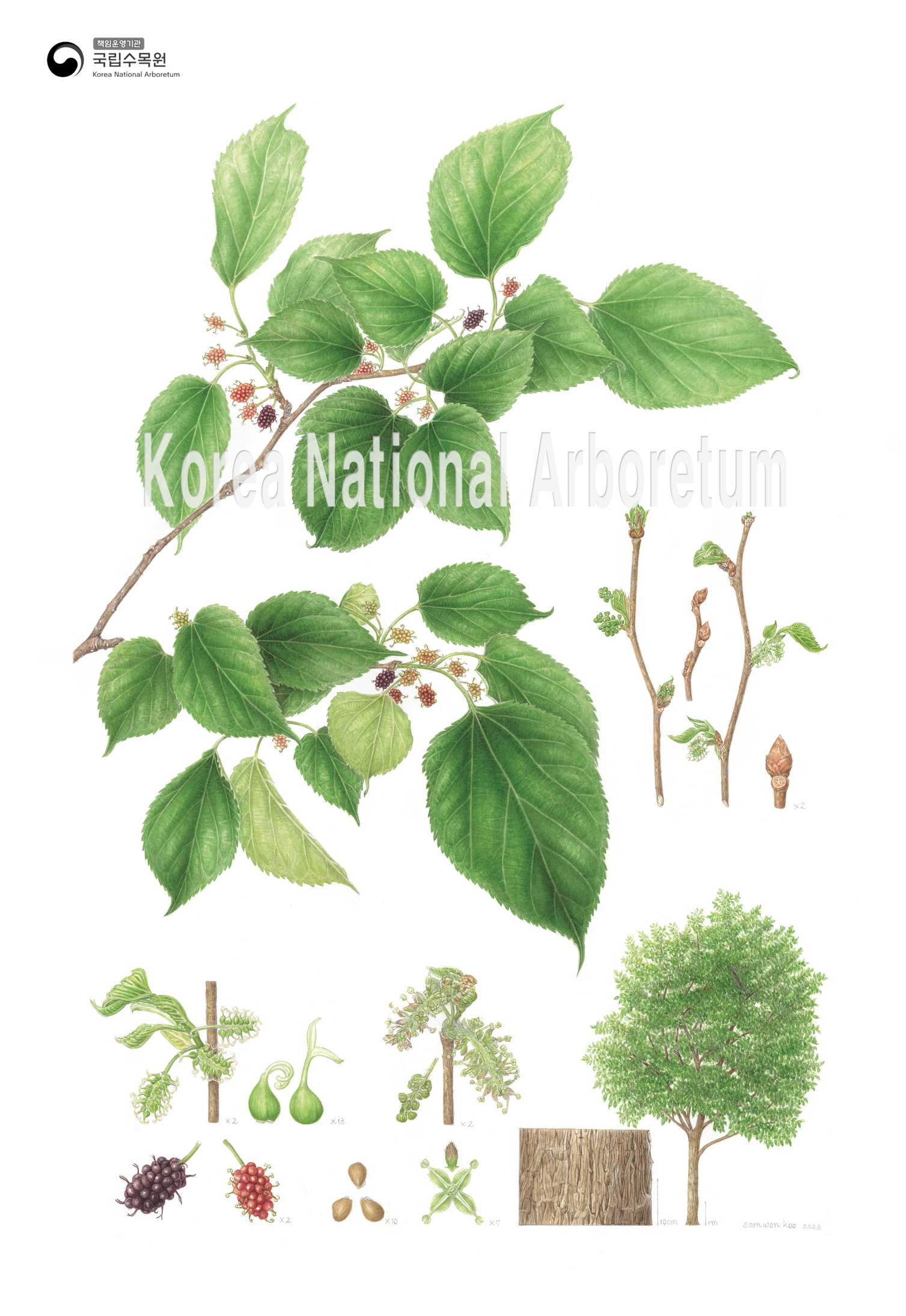 Plant Illustration Detailed View