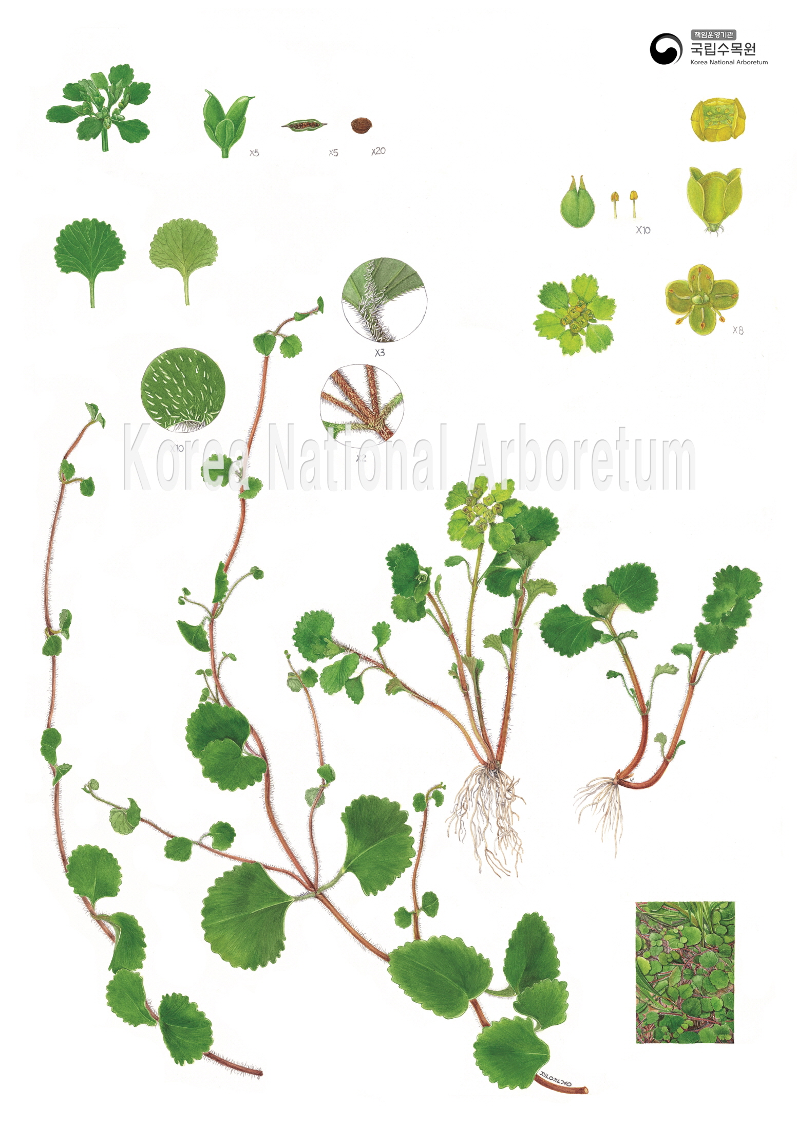 Plant Illustration Detailed View