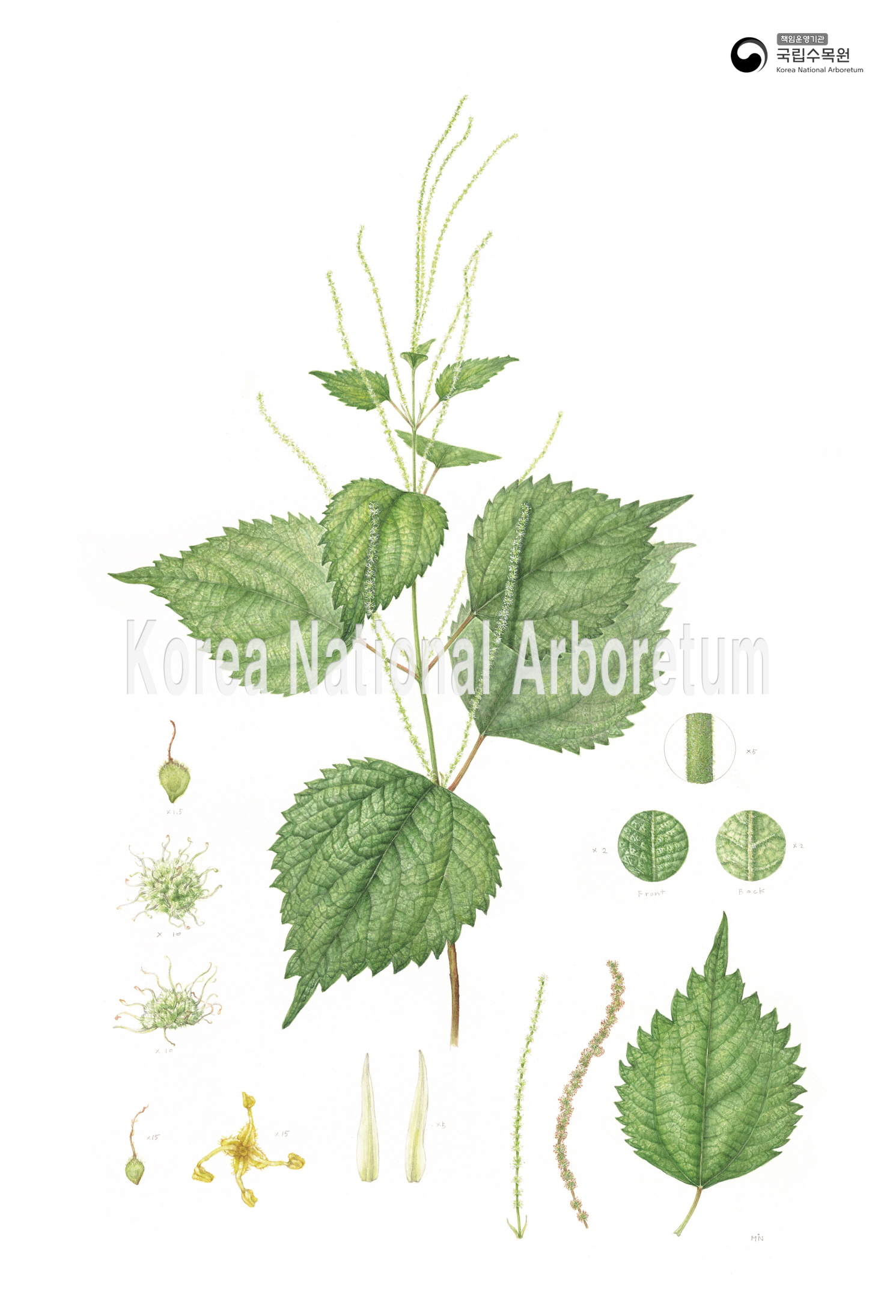 Plant Illustration Detailed View