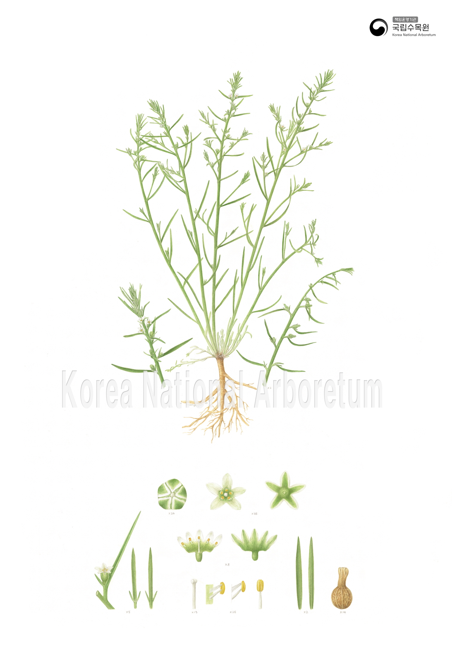 Plant Illustration Detailed View