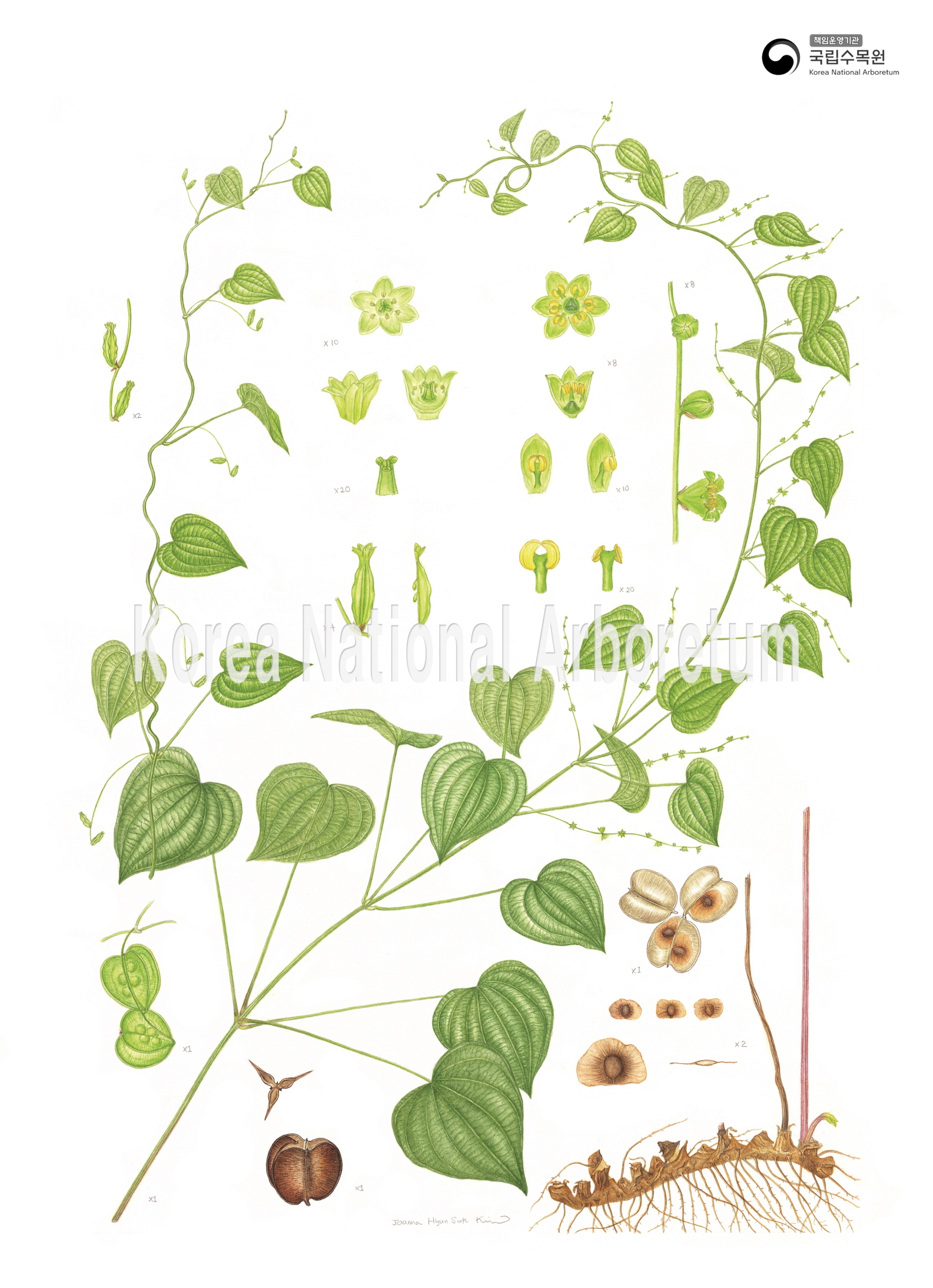 Plant Illustration Detailed View