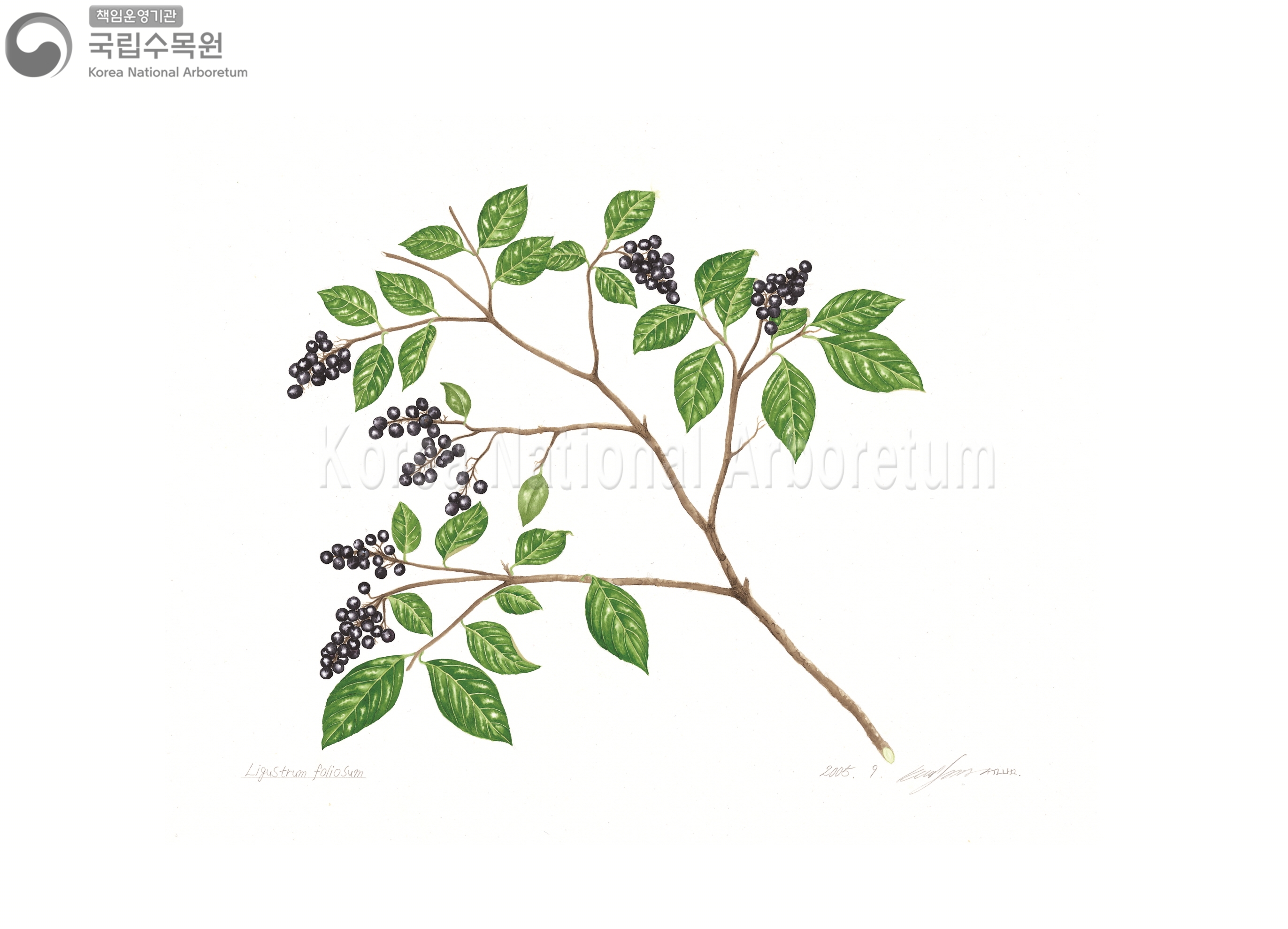 Plant Illustration Detailed View