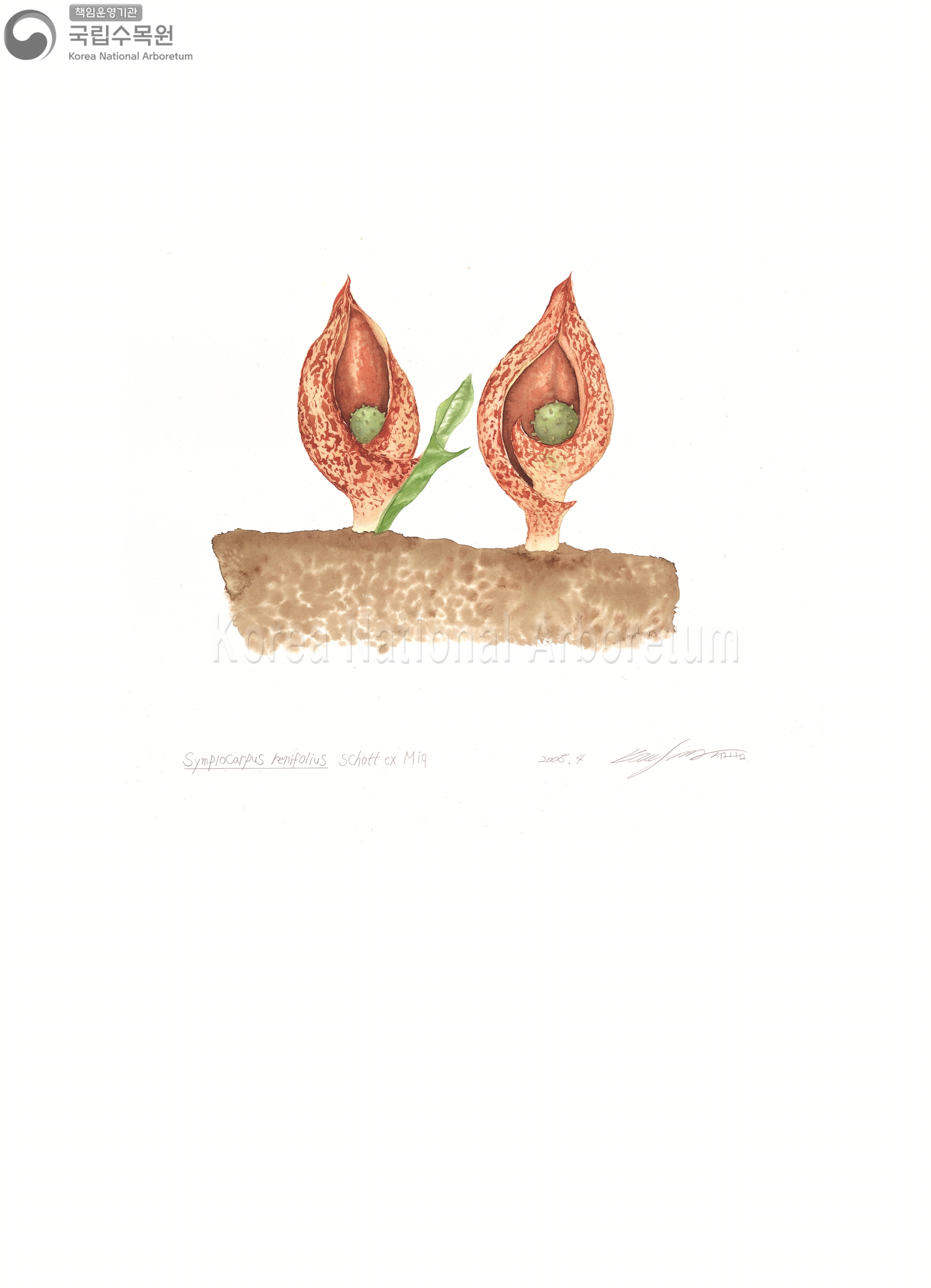 Plant Illustration Detailed View