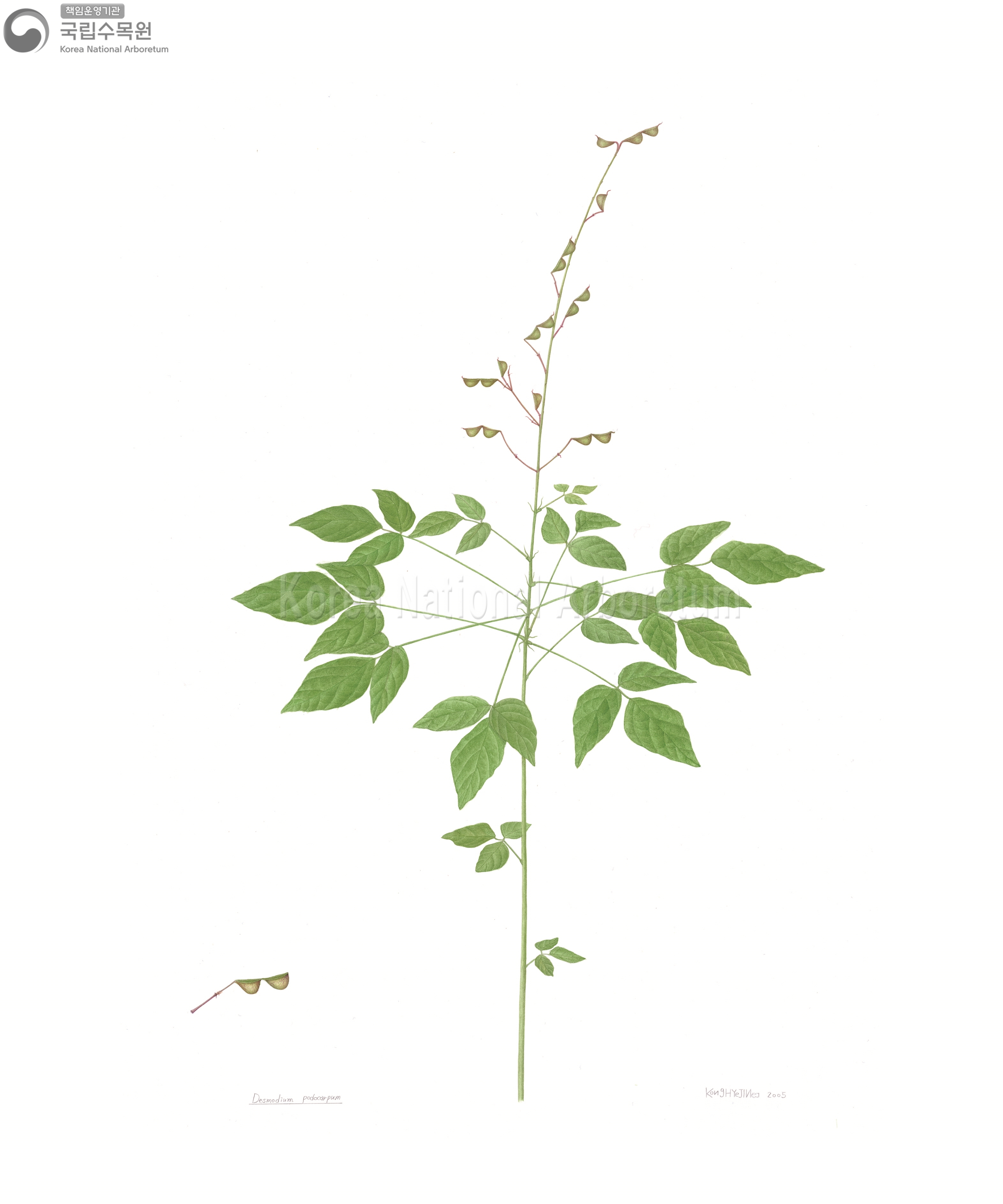 Plant Illustration Detailed View