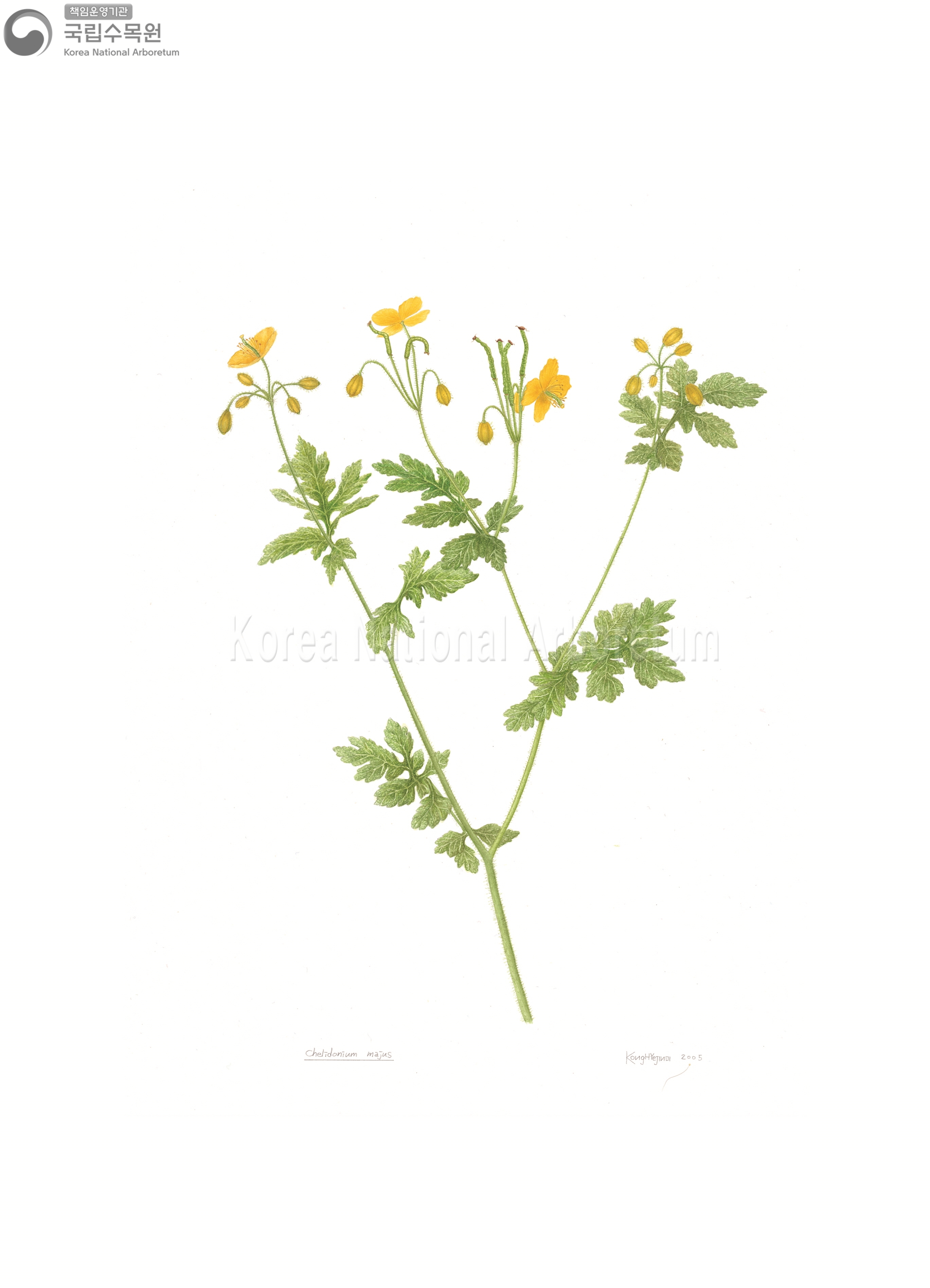 Plant Illustration Detailed View