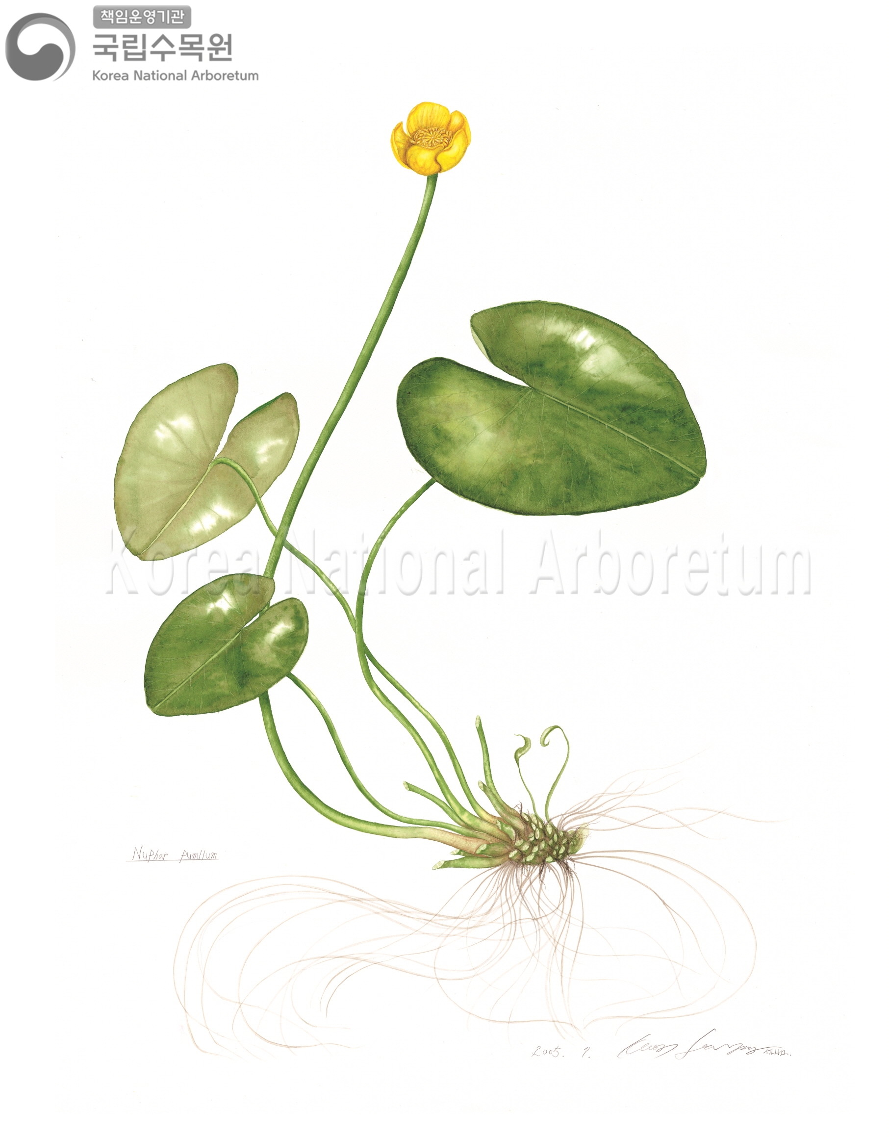 Plant Illustration Detailed View