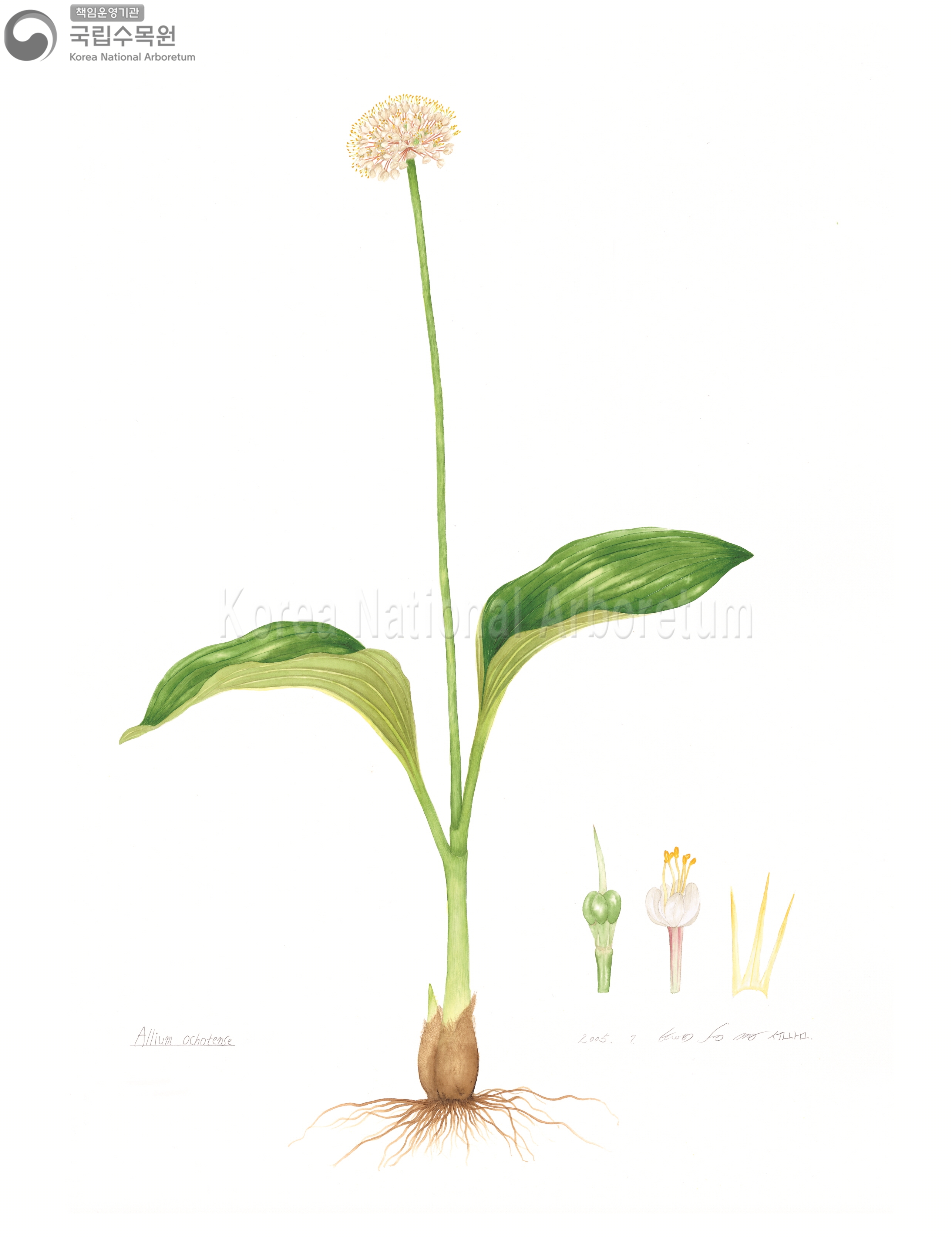 Plant Illustration Detailed View