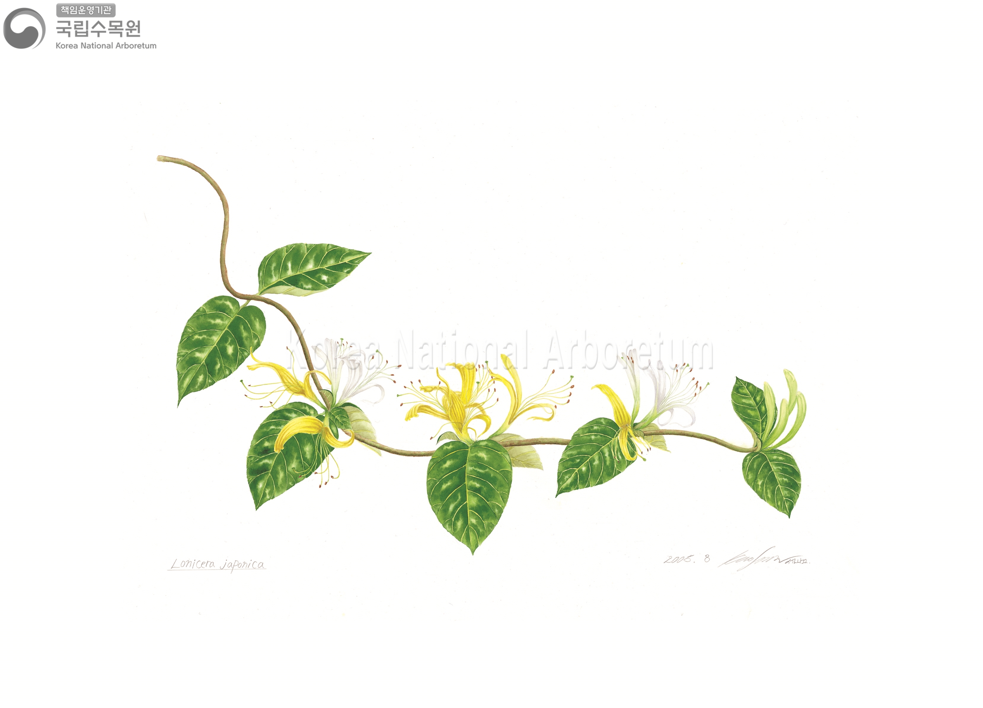 Plant Illustration Detailed View