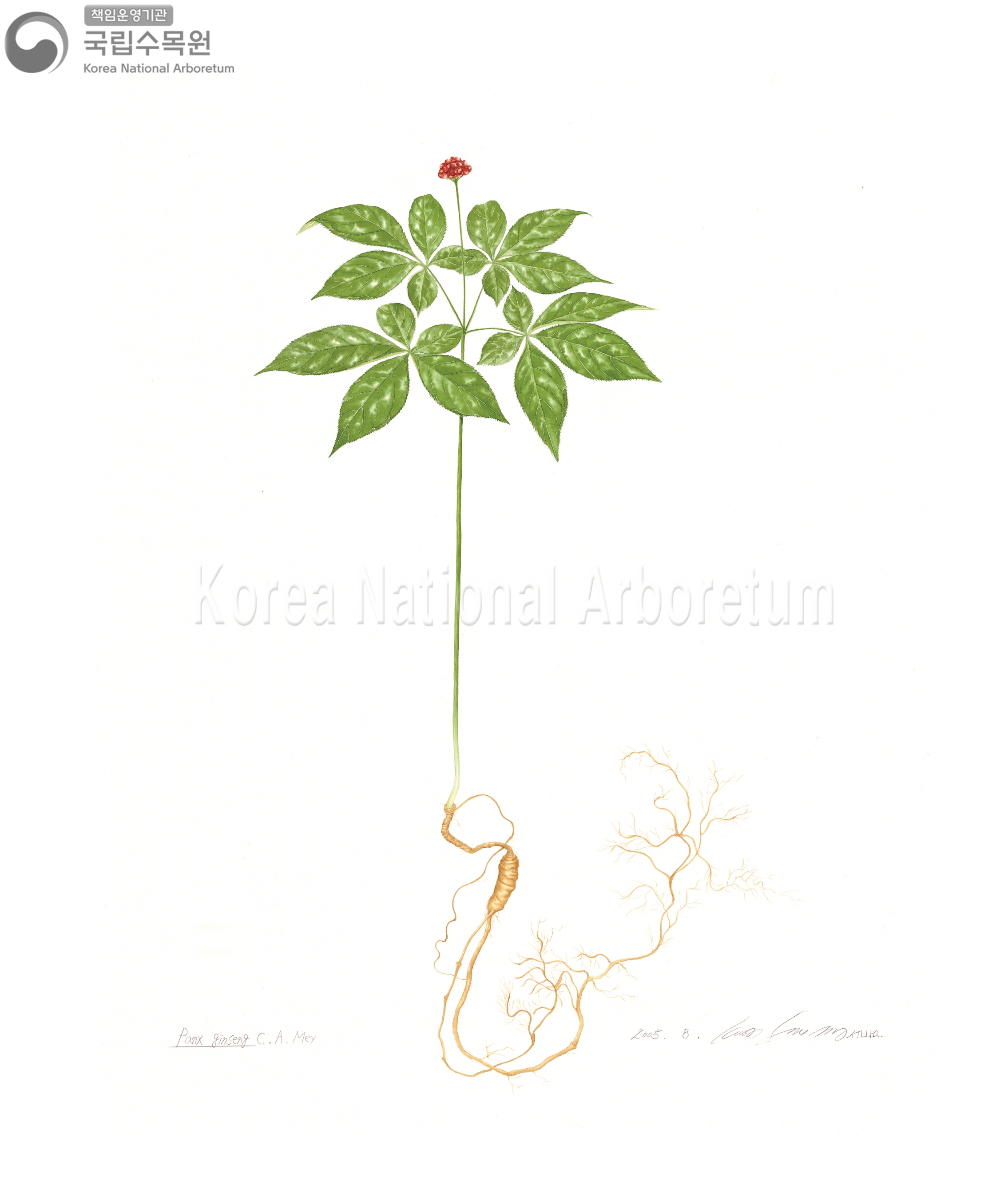 Plant Illustration Detailed View