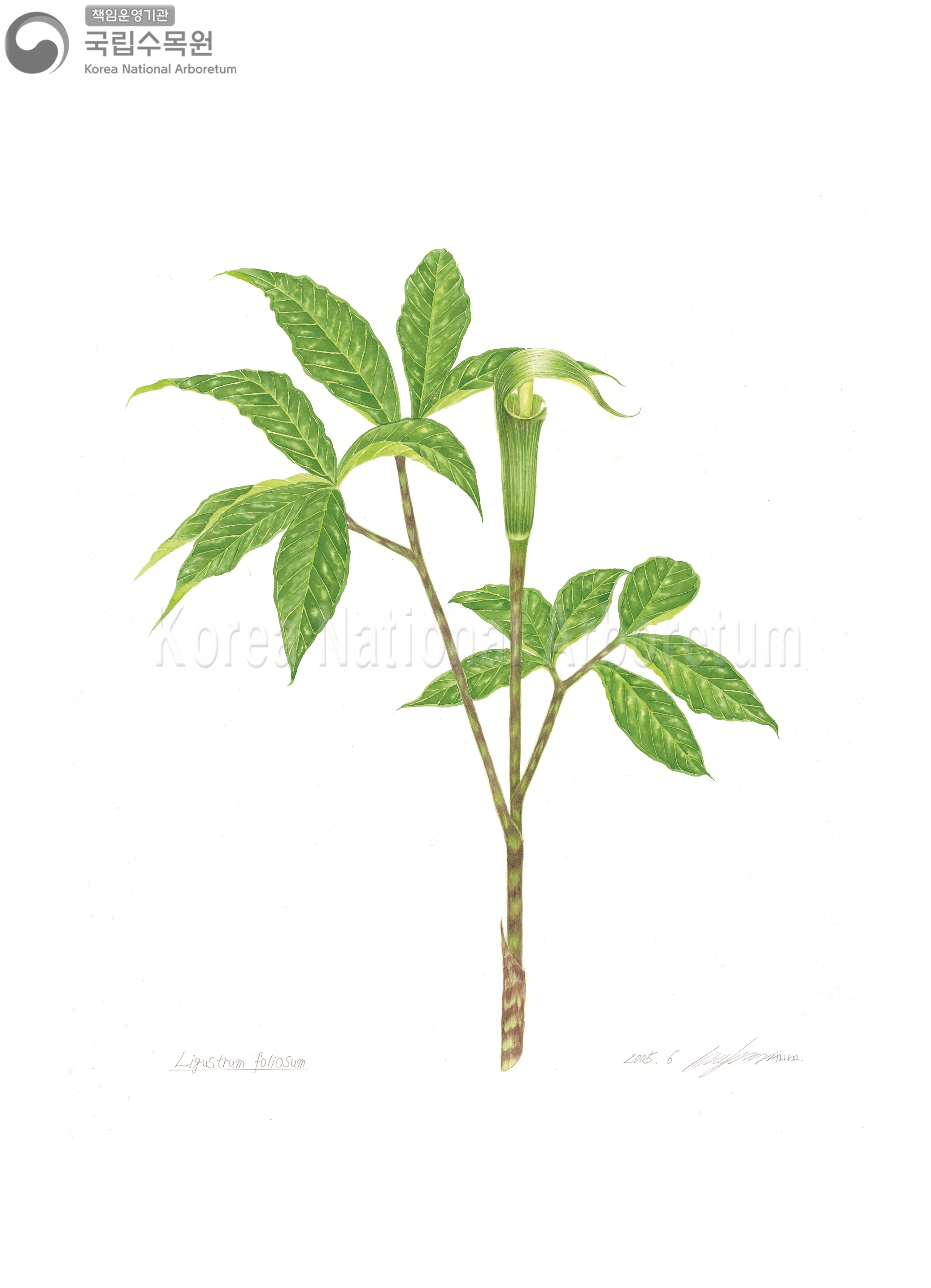 Plant Illustration Detailed View