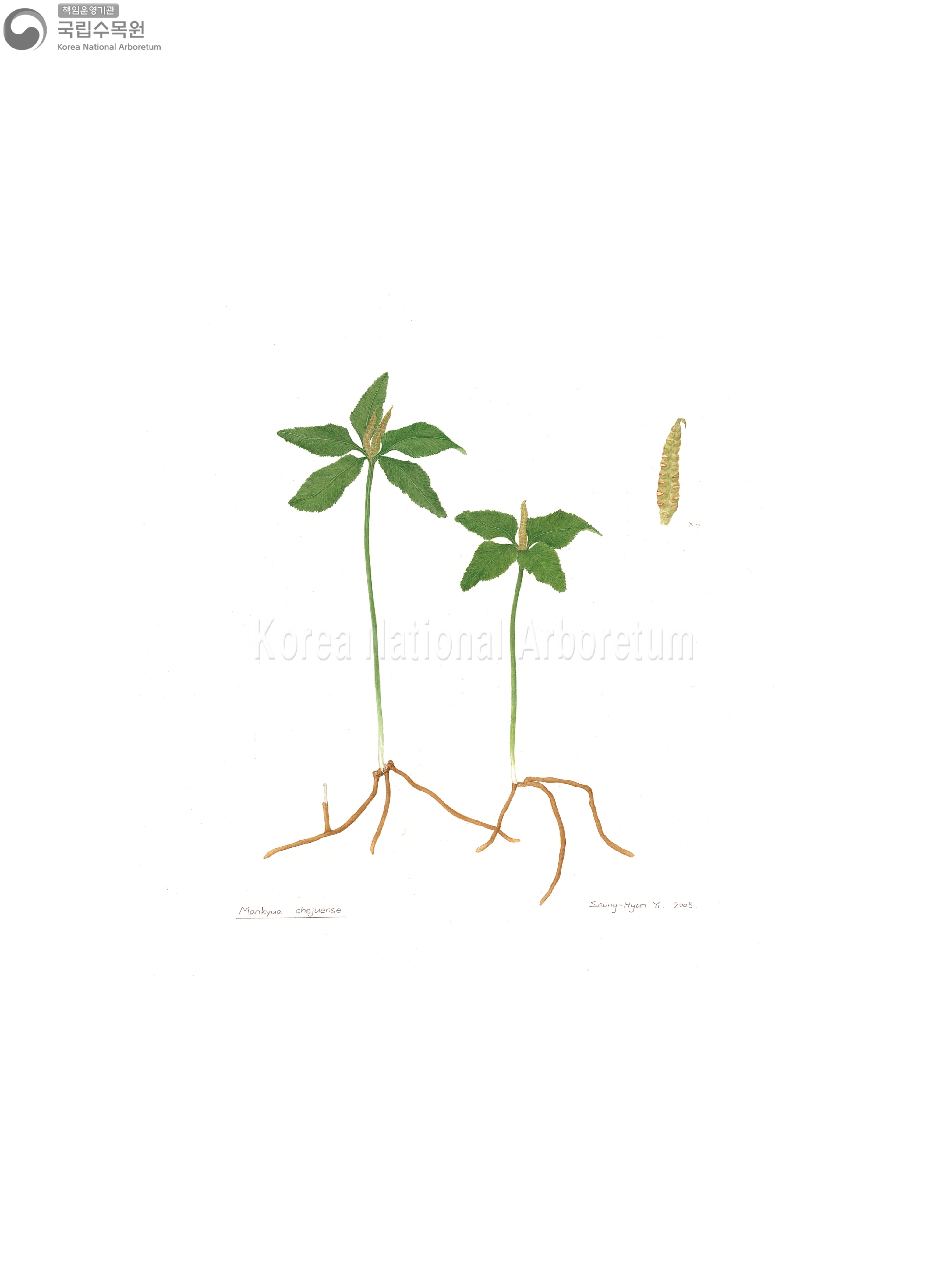 Plant Illustration Detailed View