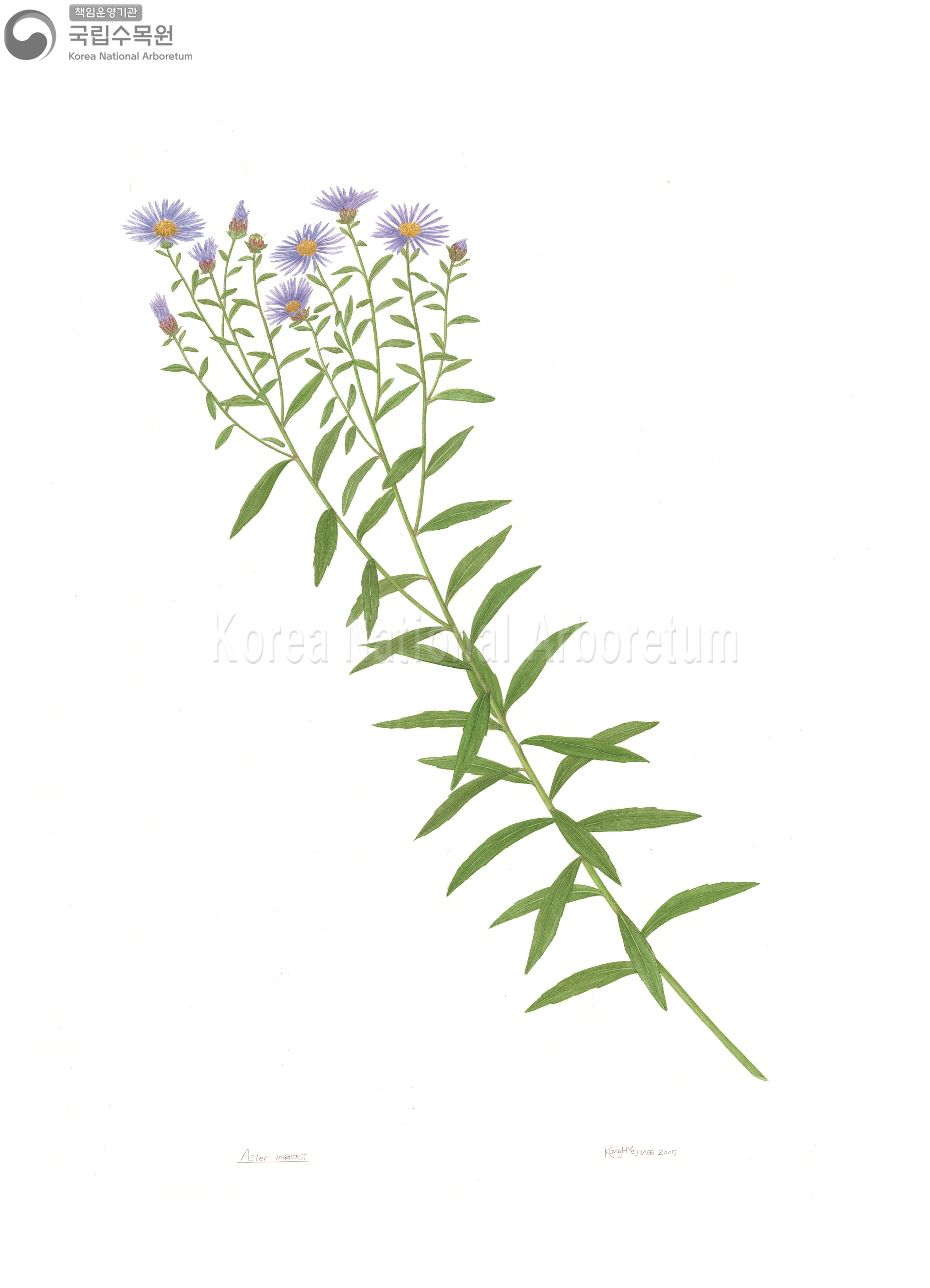 Plant Illustration Detailed View