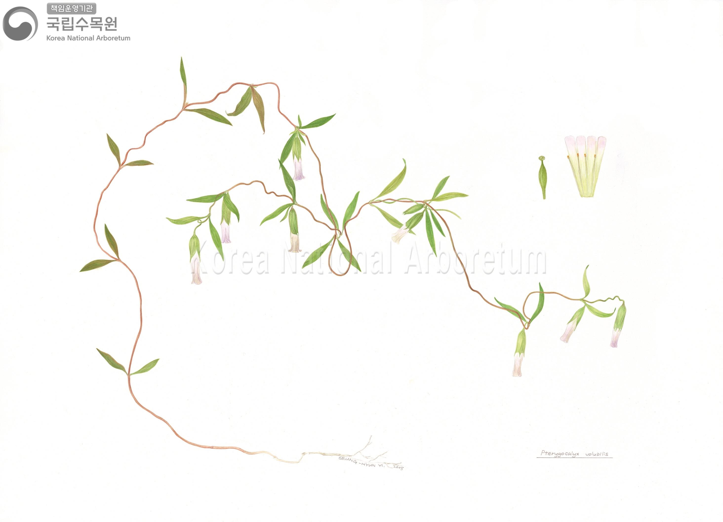 Plant Illustration Detailed View