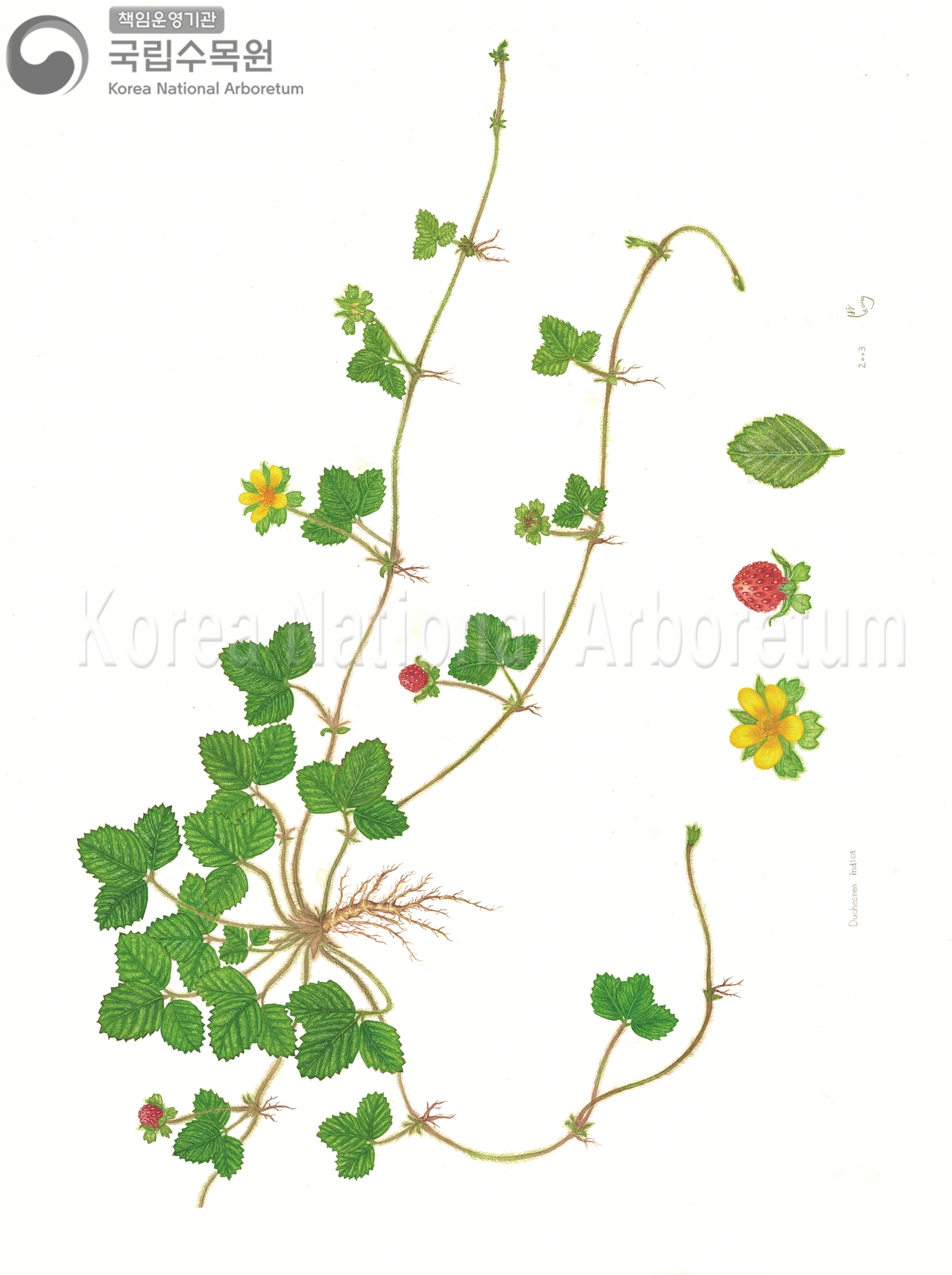 Plant Illustration Detailed View