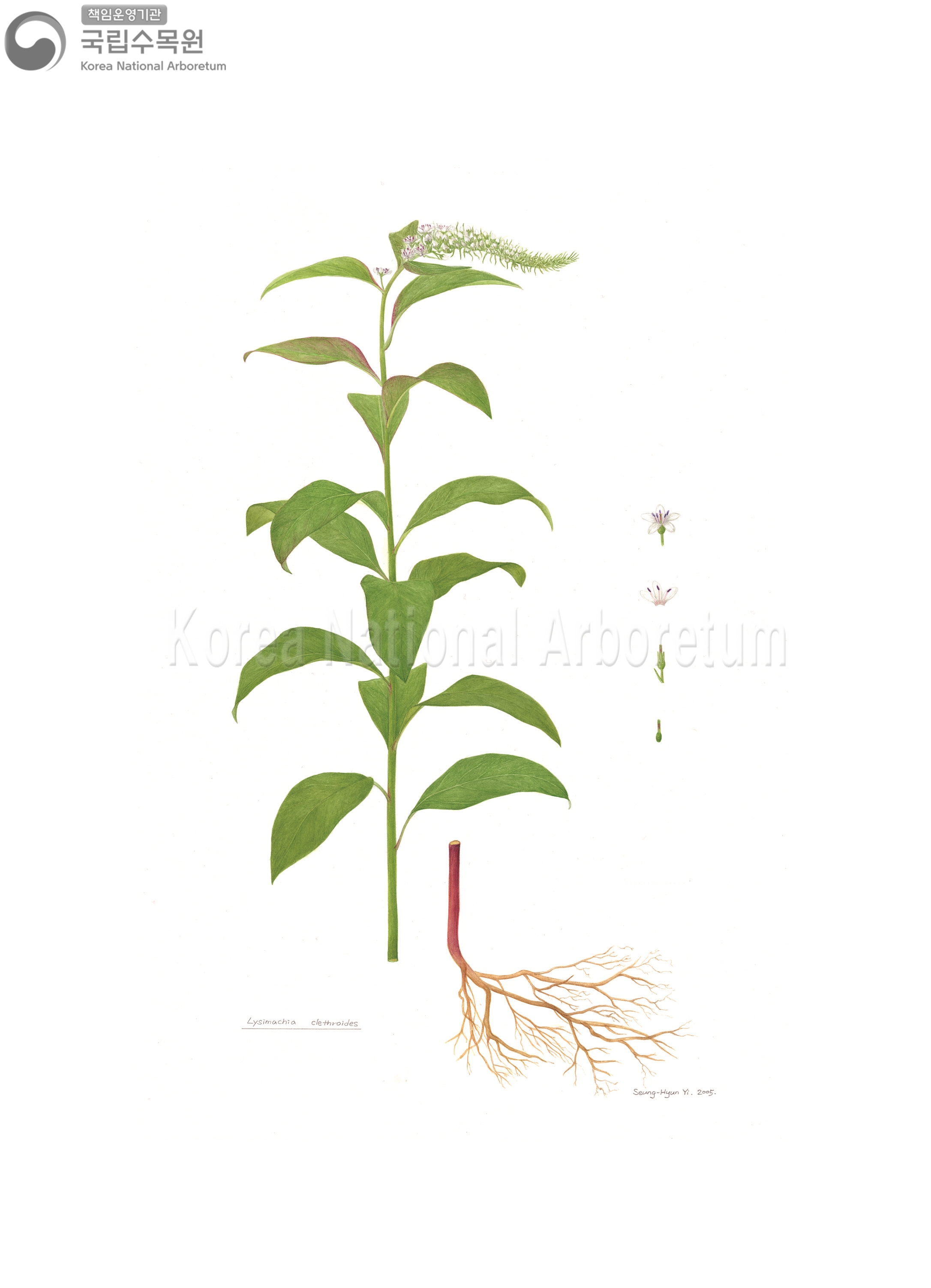 Plant Illustration Detailed View