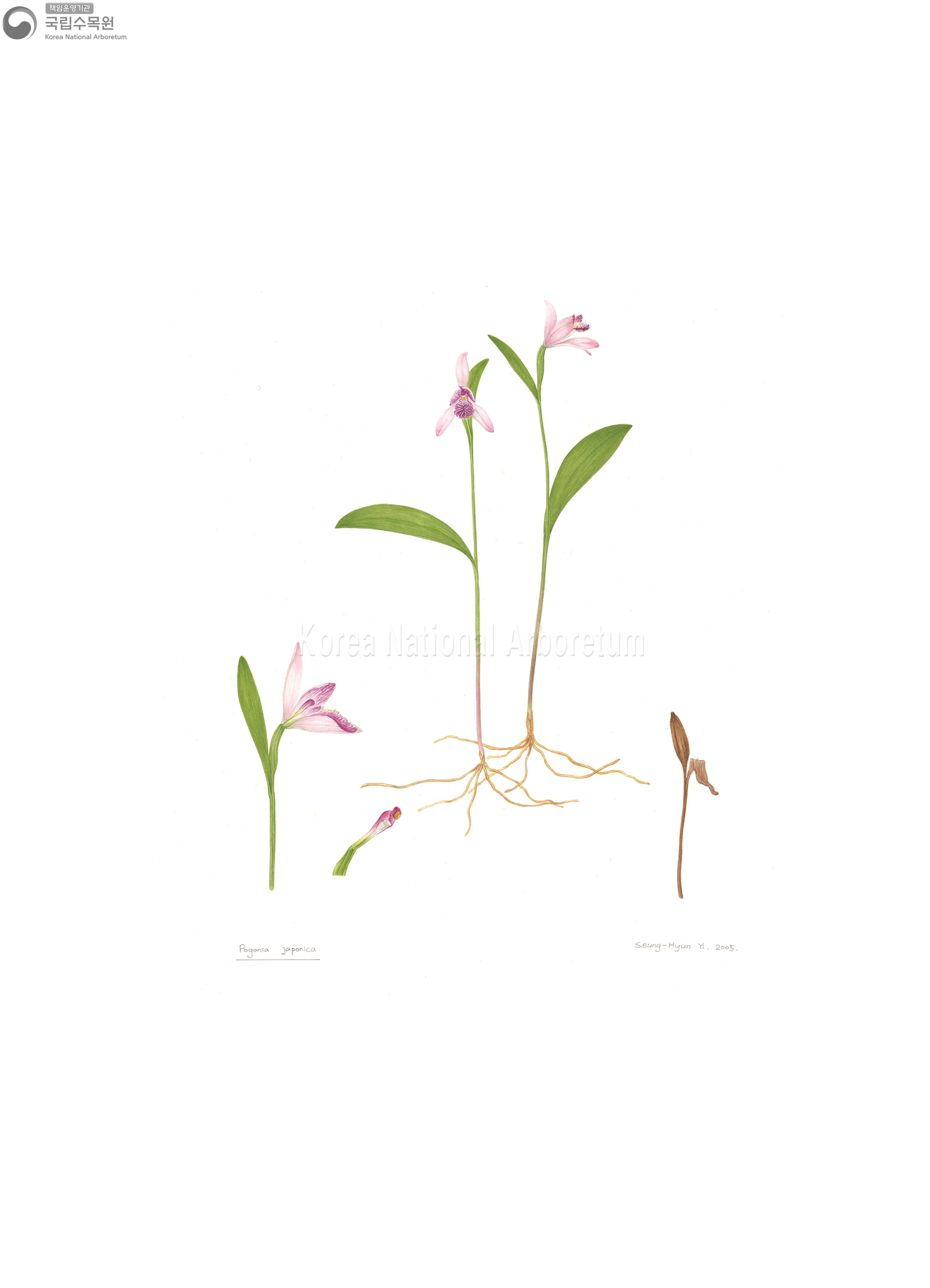 Plant Illustration Detailed View