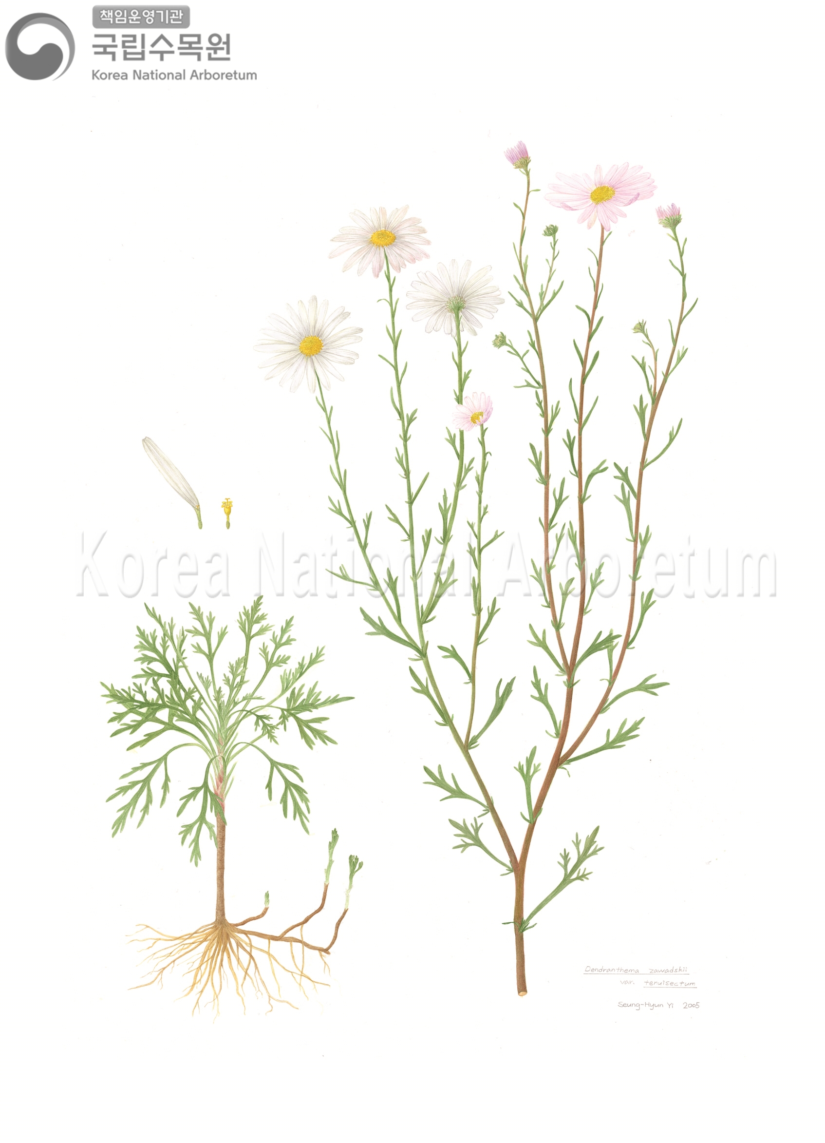 Plant Illustration Detailed View