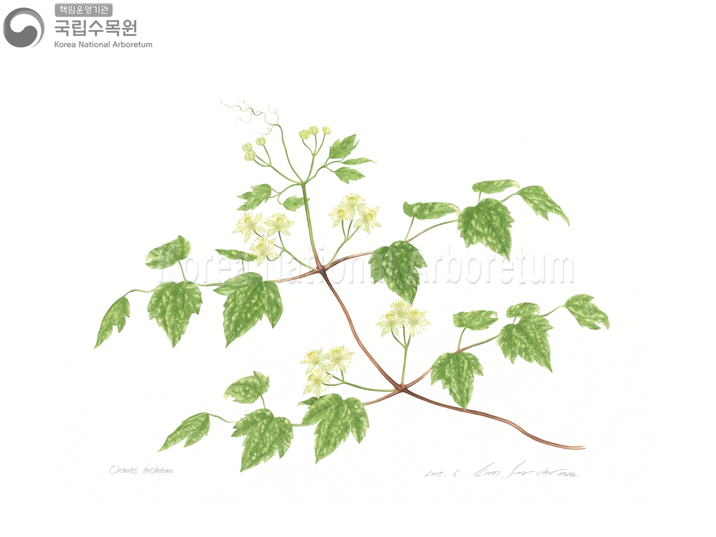 Plant Illustration Detailed View