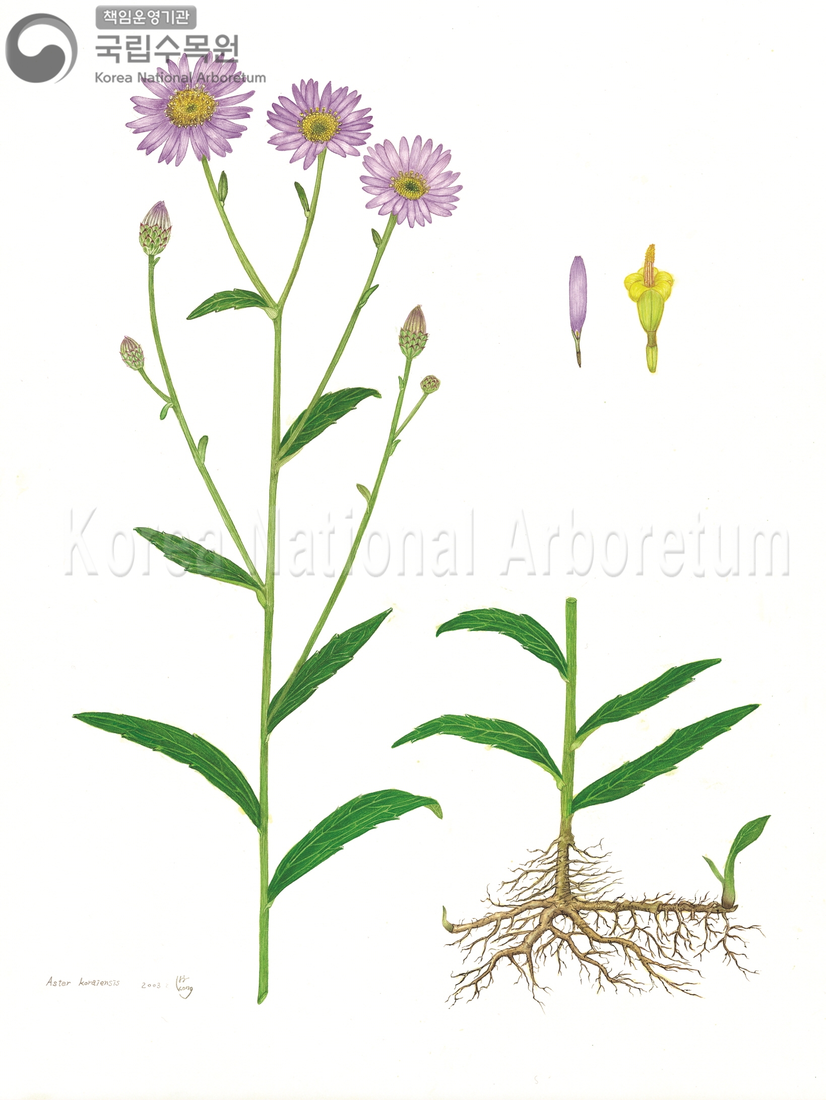 Plant Illustration Detailed View