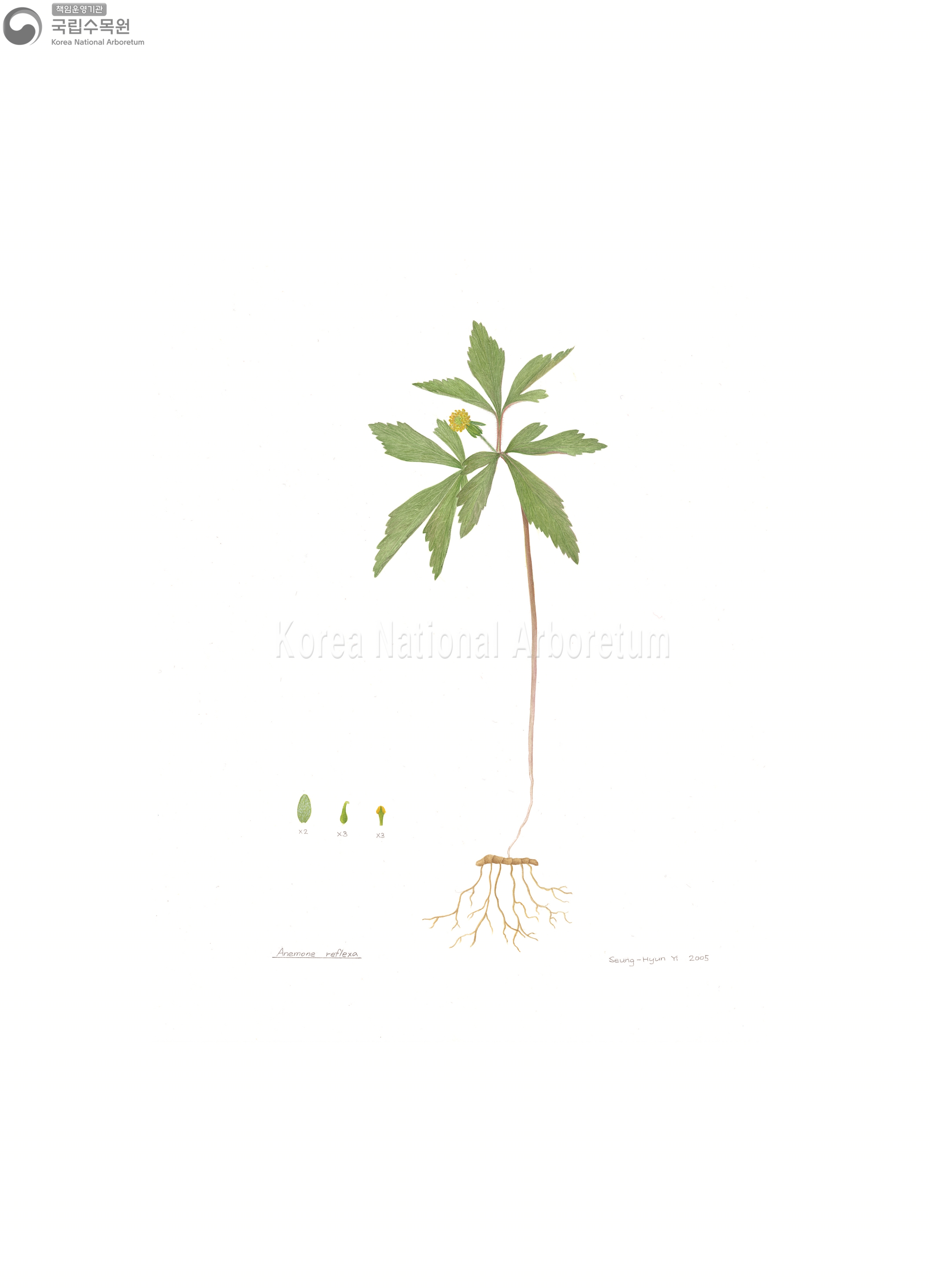 Plant Illustration Detailed View