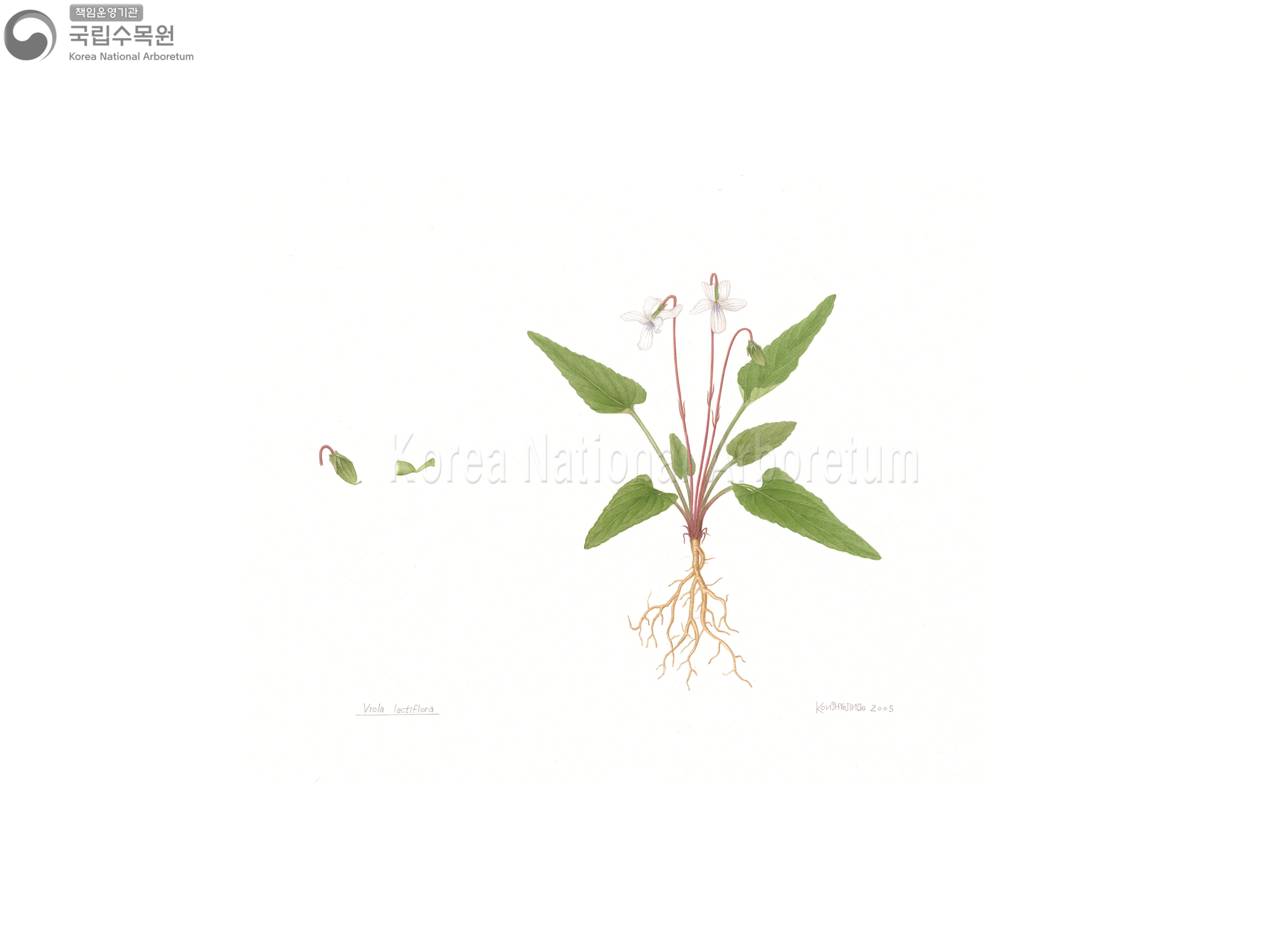 Plant Illustration Detailed View