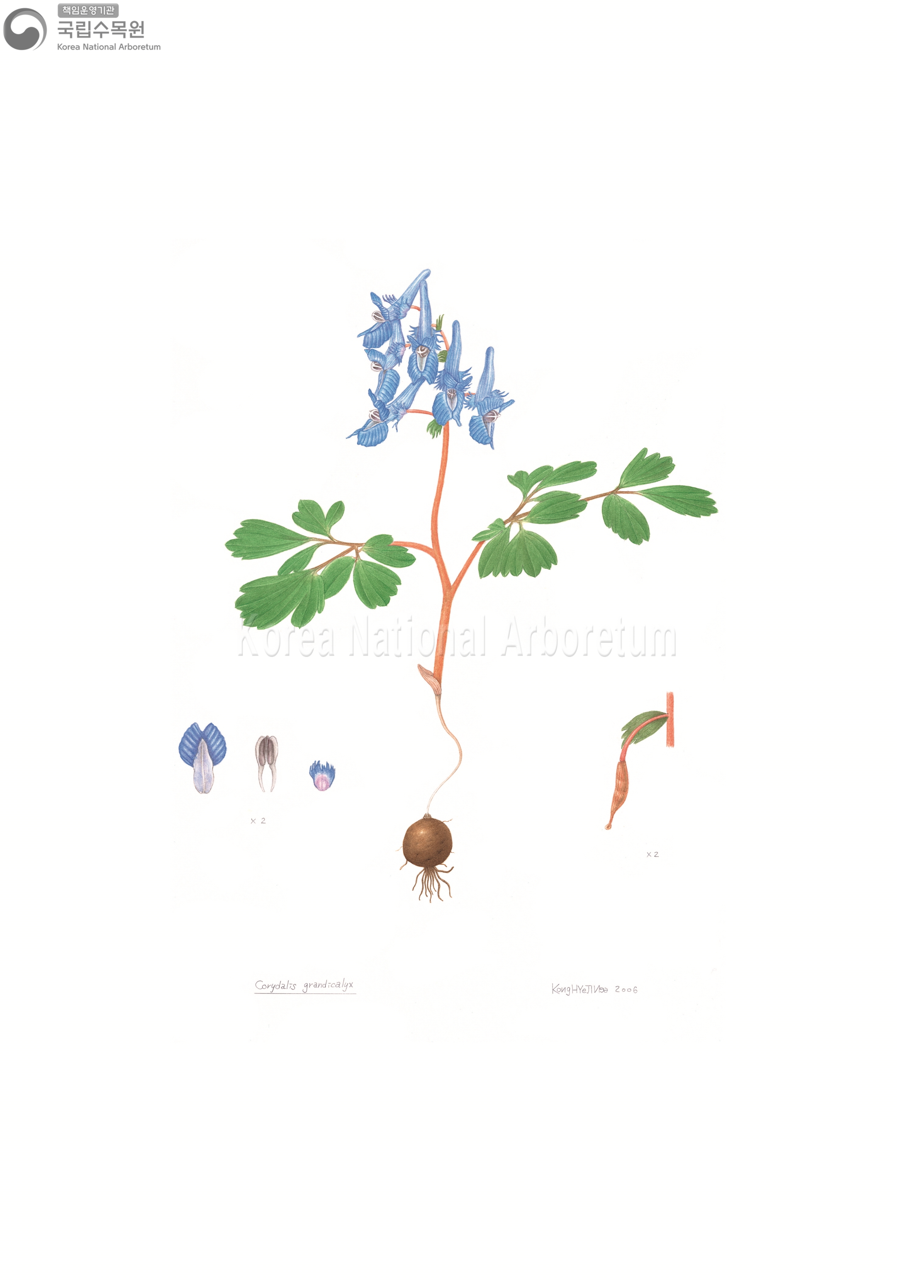 Plant Illustration Detailed View