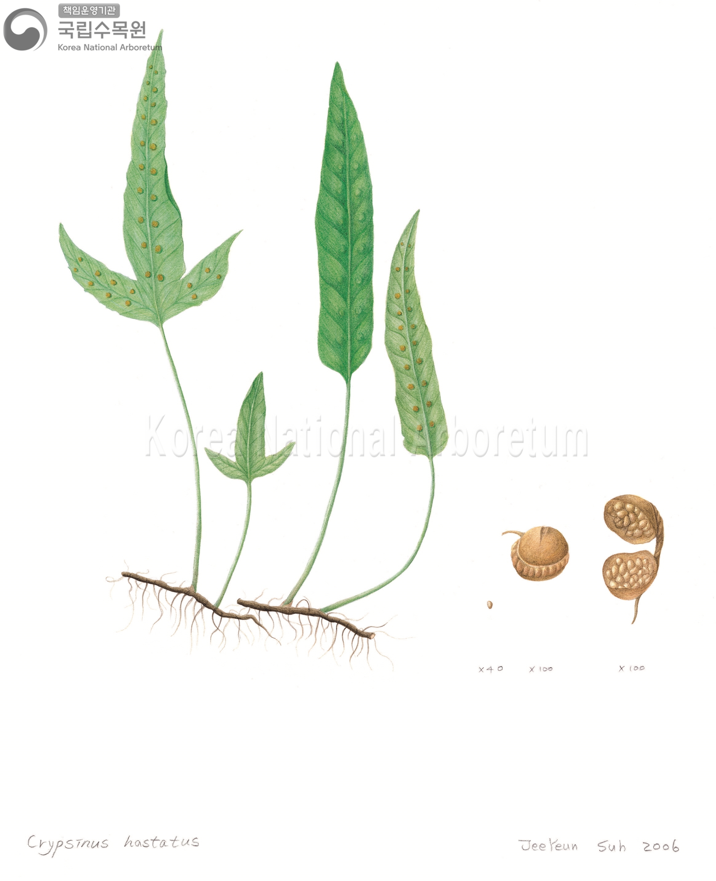 Plant Illustration Detailed View