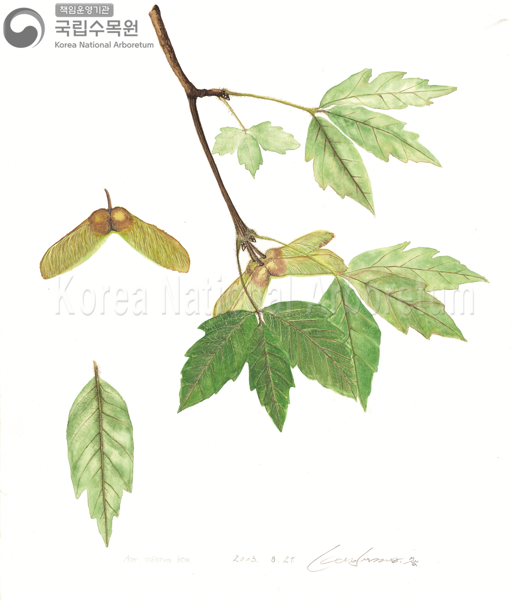 Plant Illustration Detailed View