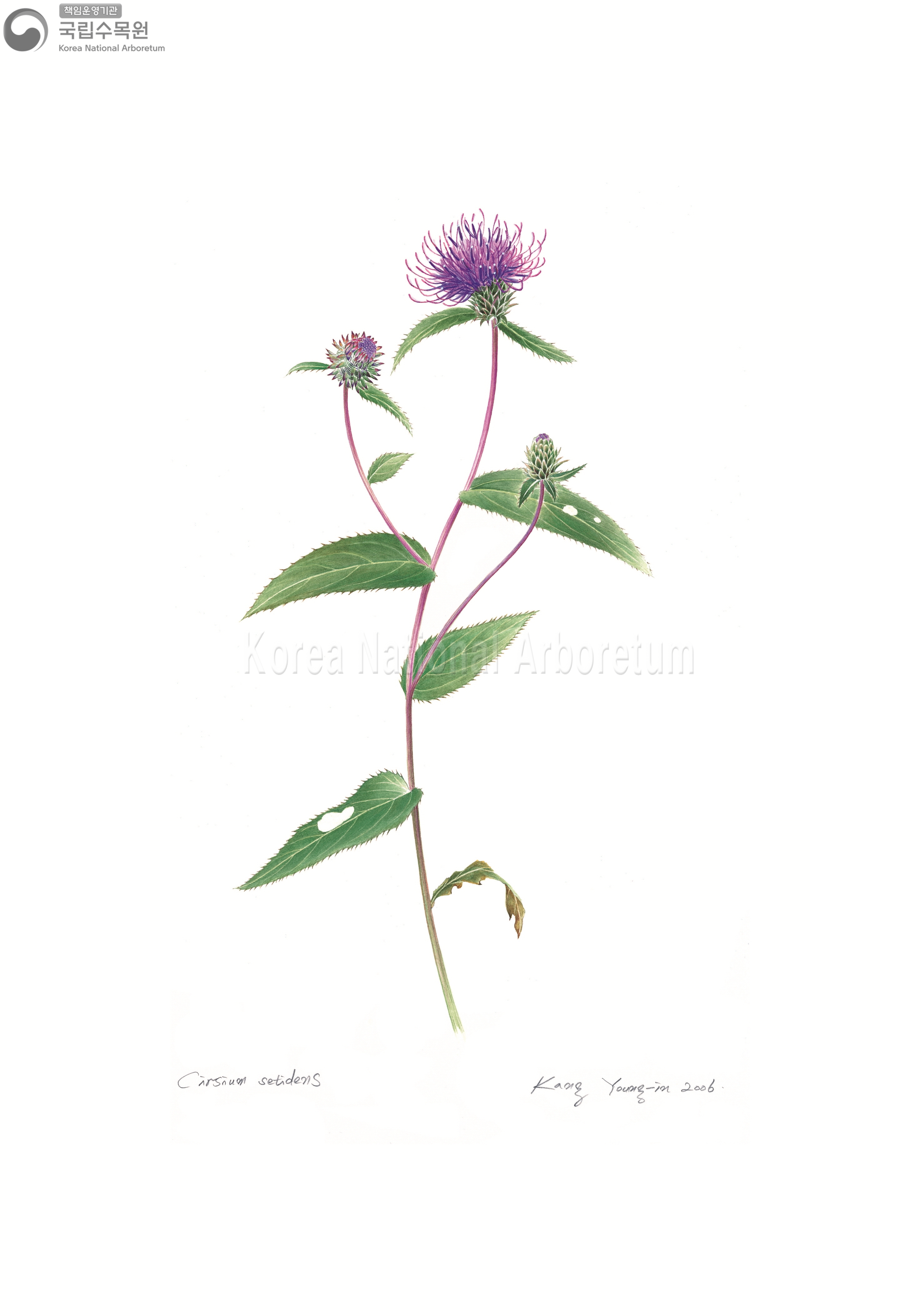 Plant Illustration Detailed View