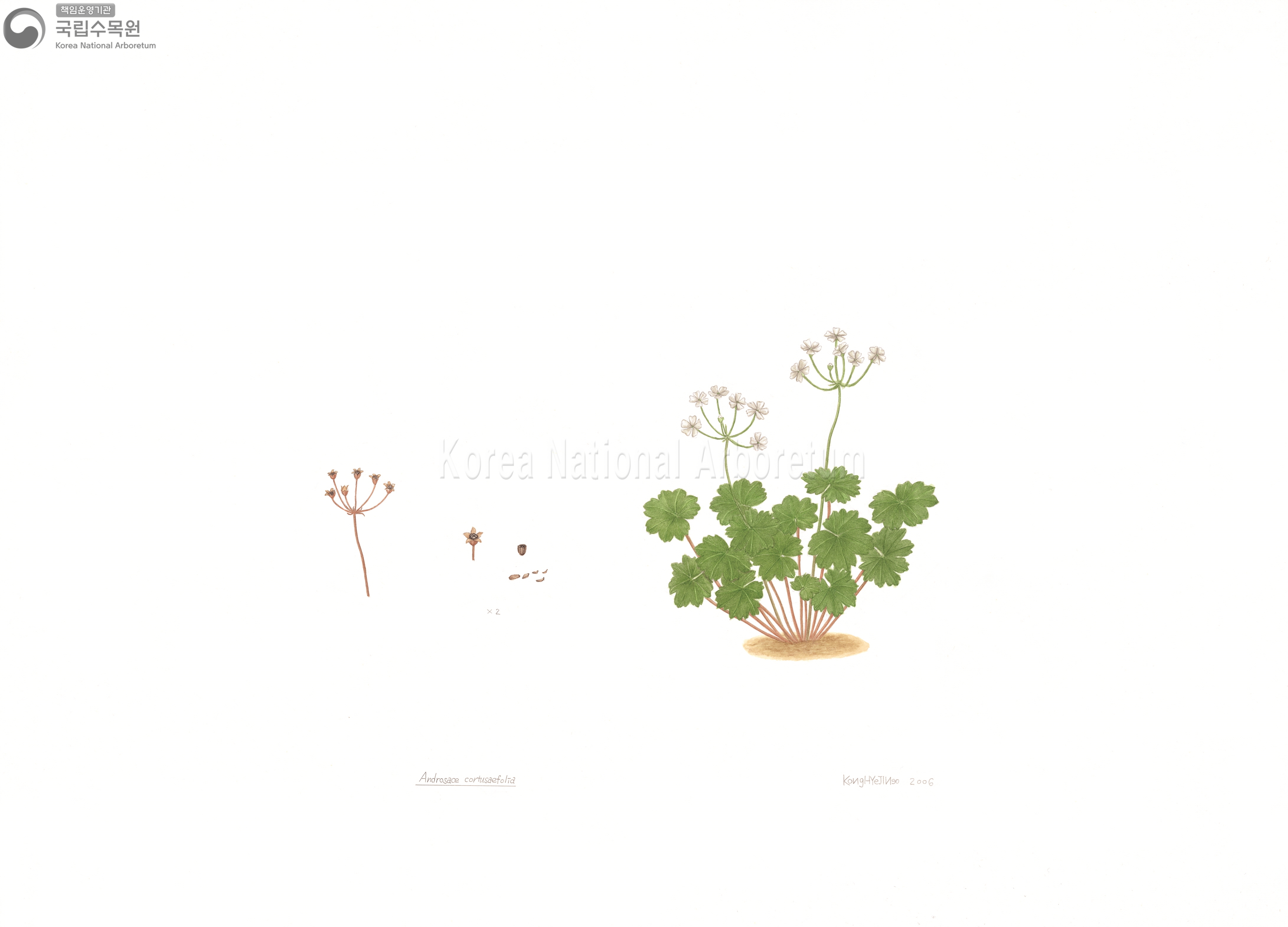 Plant Illustration Detailed View