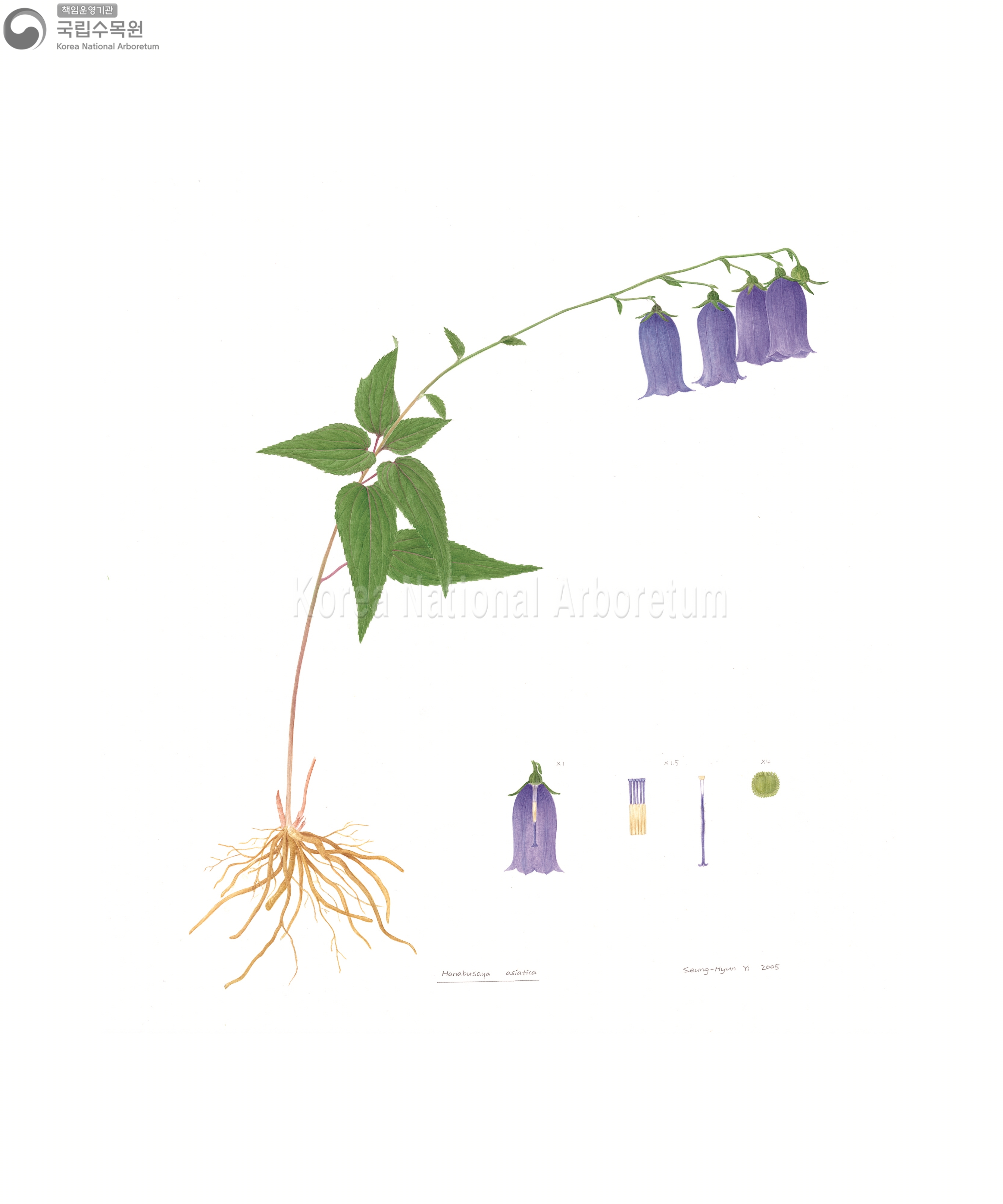 Plant Illustration Detailed View