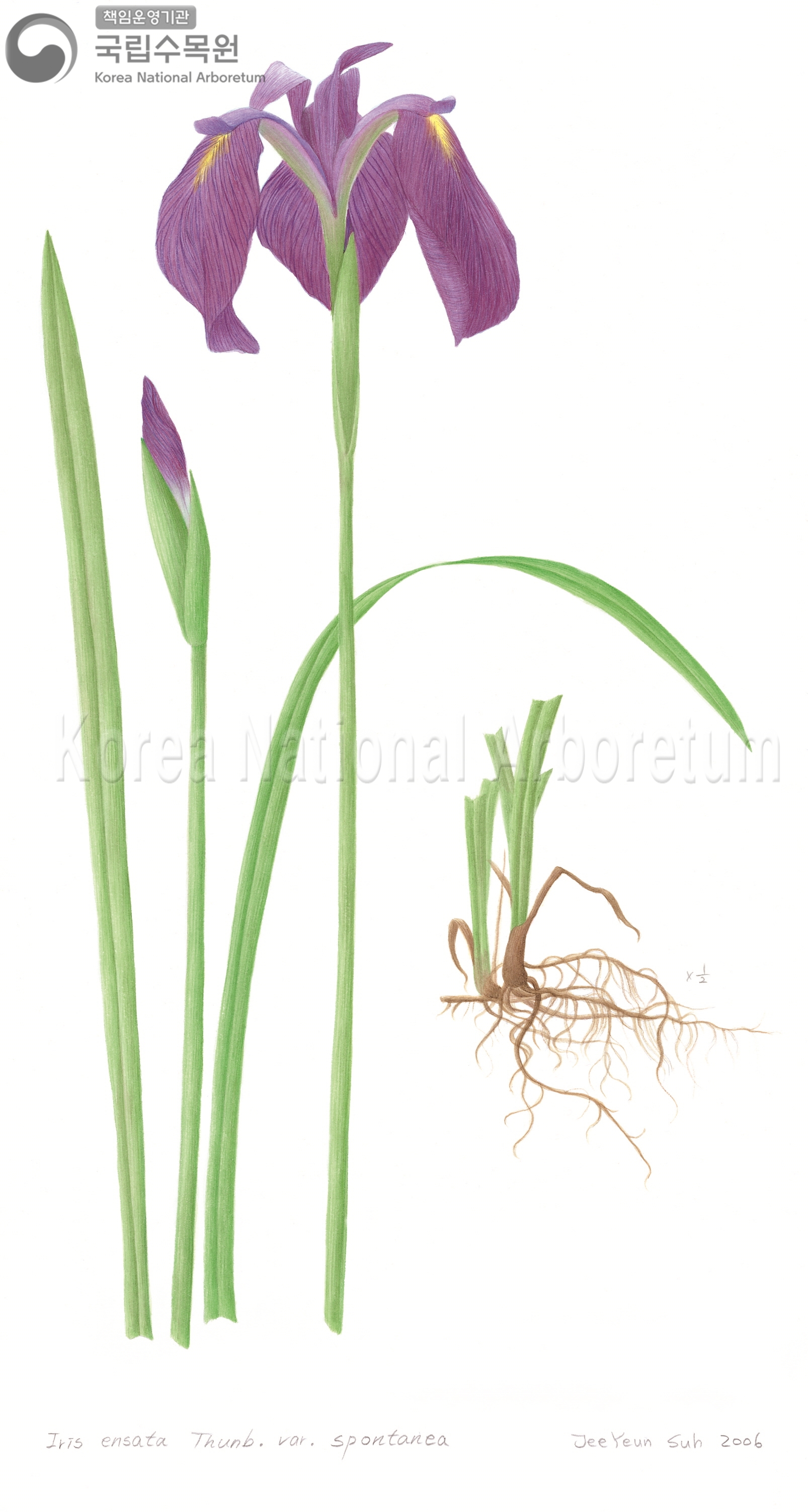 Plant Illustration Detailed View