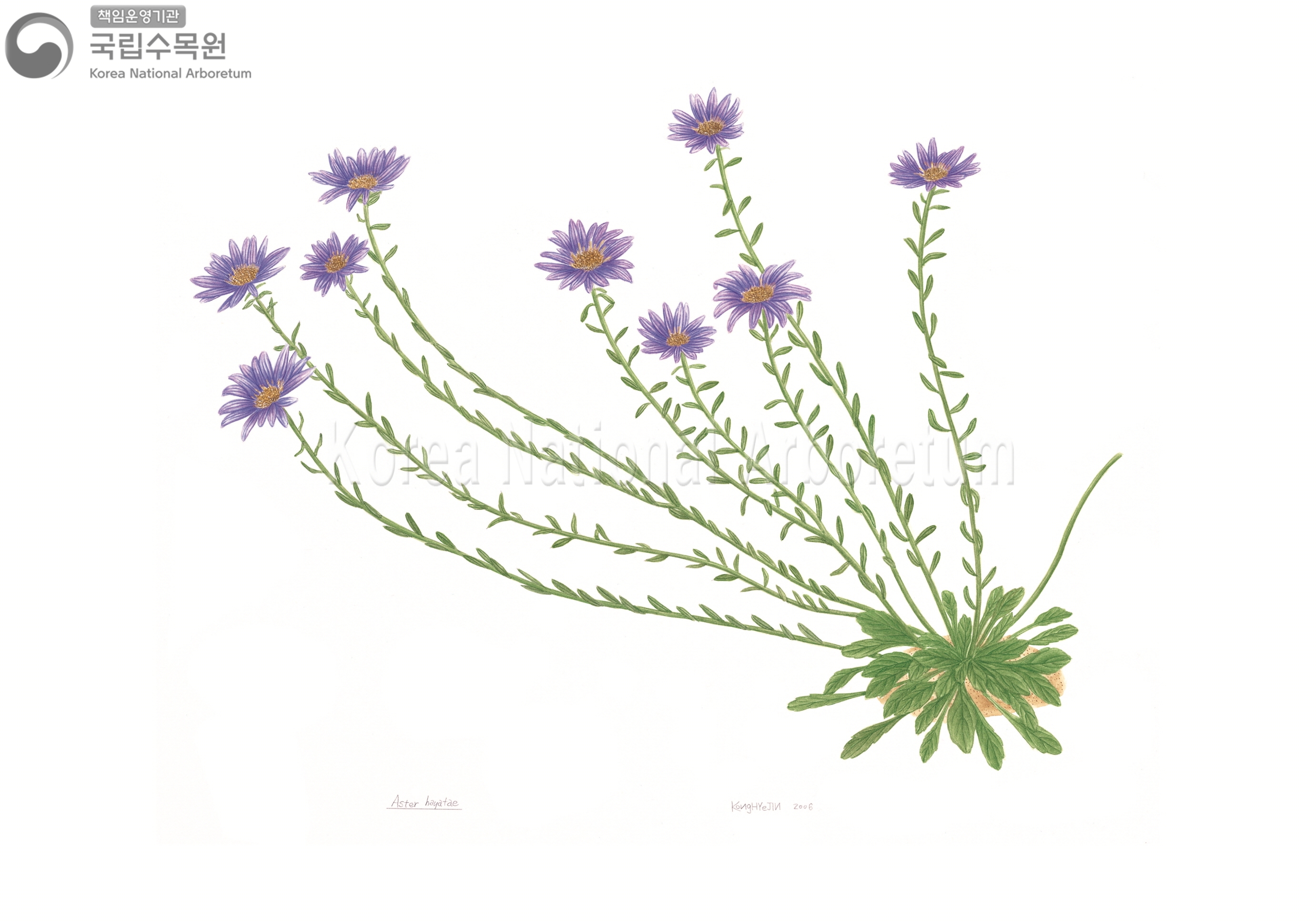 Plant Illustration Detailed View