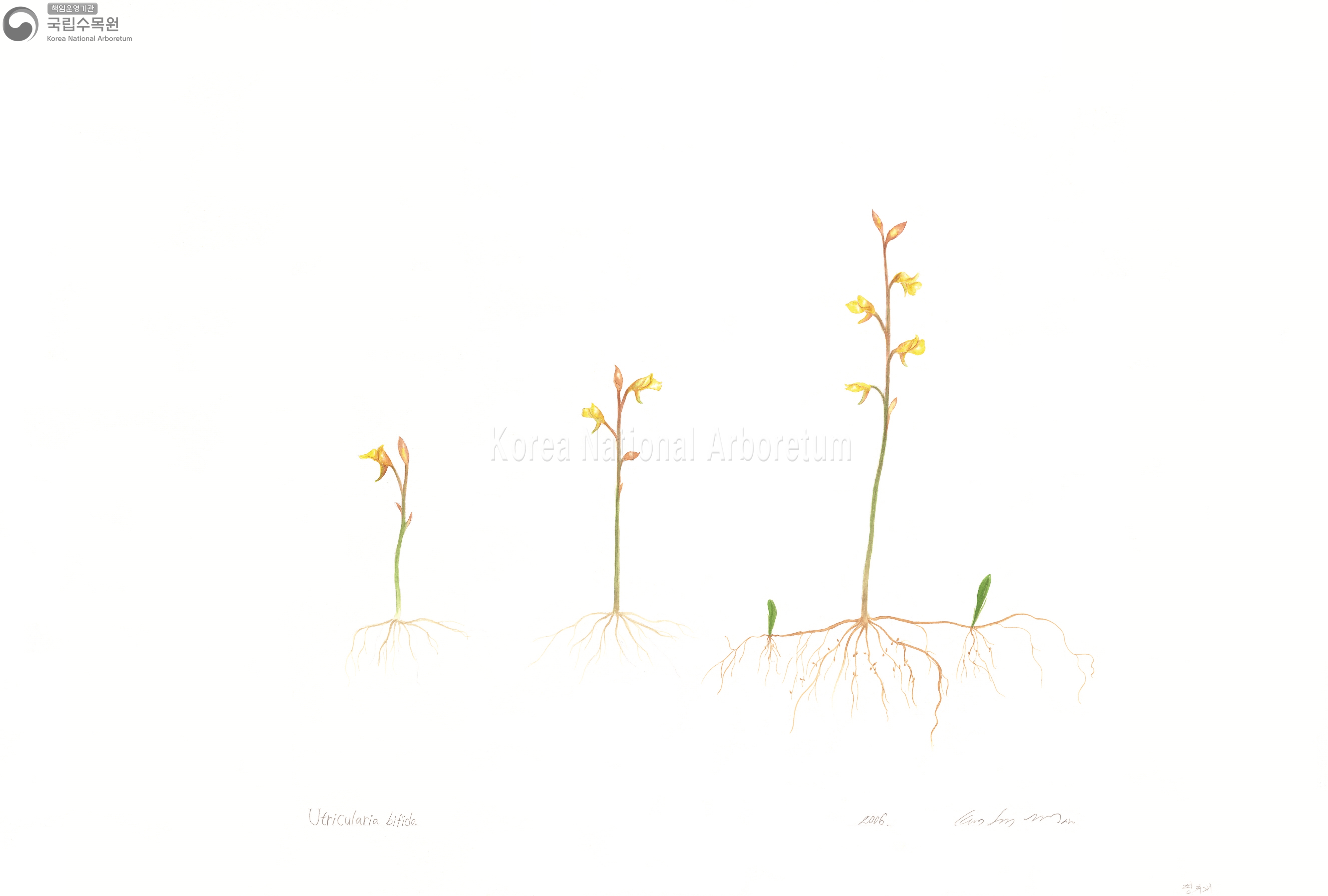 Plant Illustration Detailed View